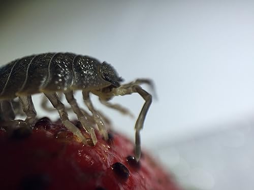 Miniatura 5 de HippoPolyus vivos (insectos vivos) Para llevar en el bolsillo como mascota (en una caja apta)