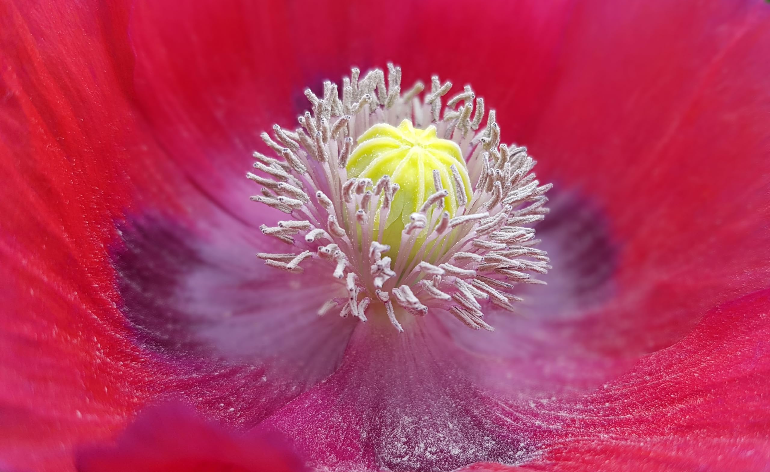 Klatschmohn (Papaver rhoeas) Samen. Heilpflanze (1000000 Samen = 100,0g)