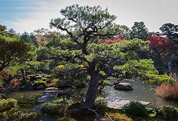 Japanese Gardens: a journey: Don, Monty: 9781473692299