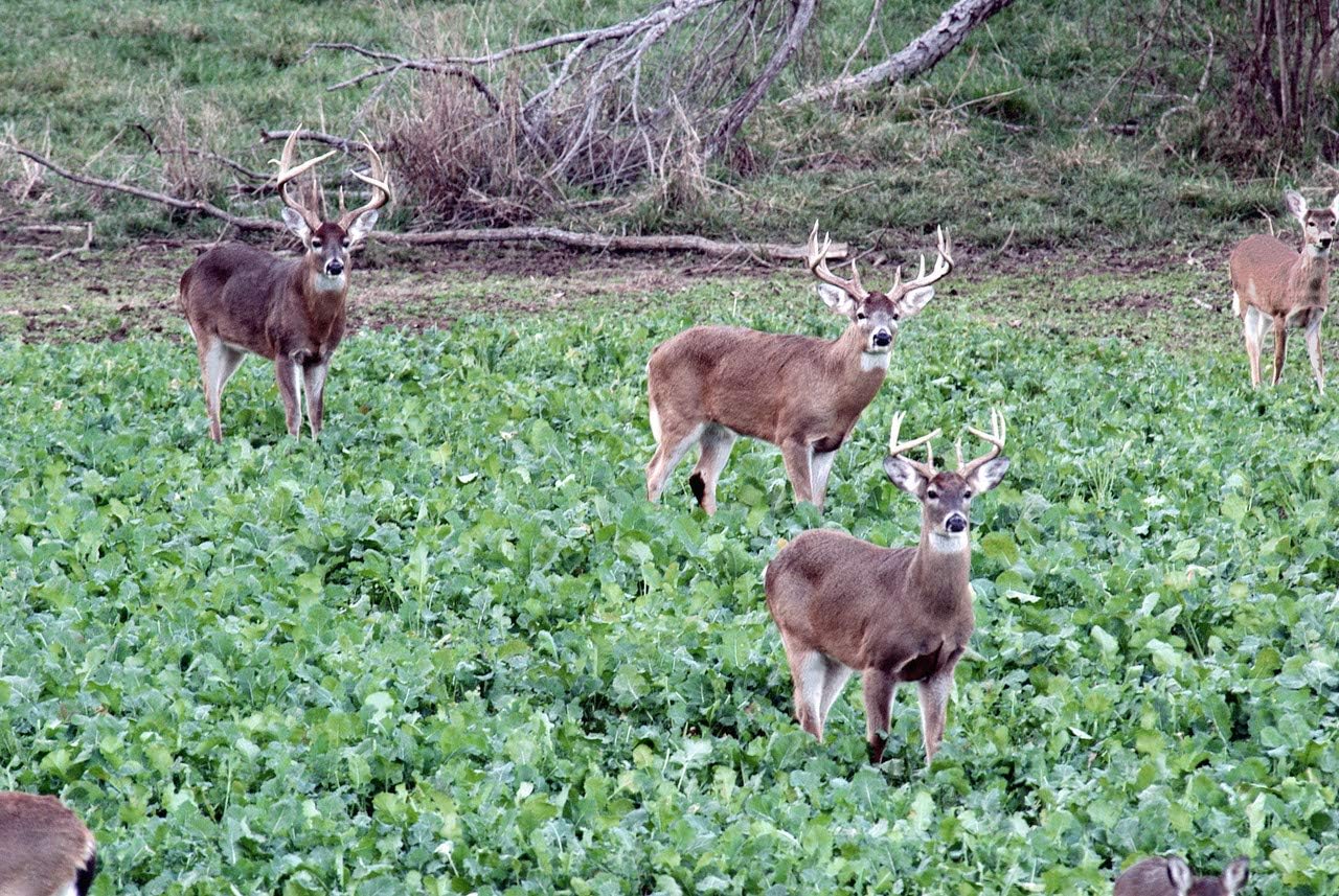 Best Food Plots For Whitetail Deer For Every Need On