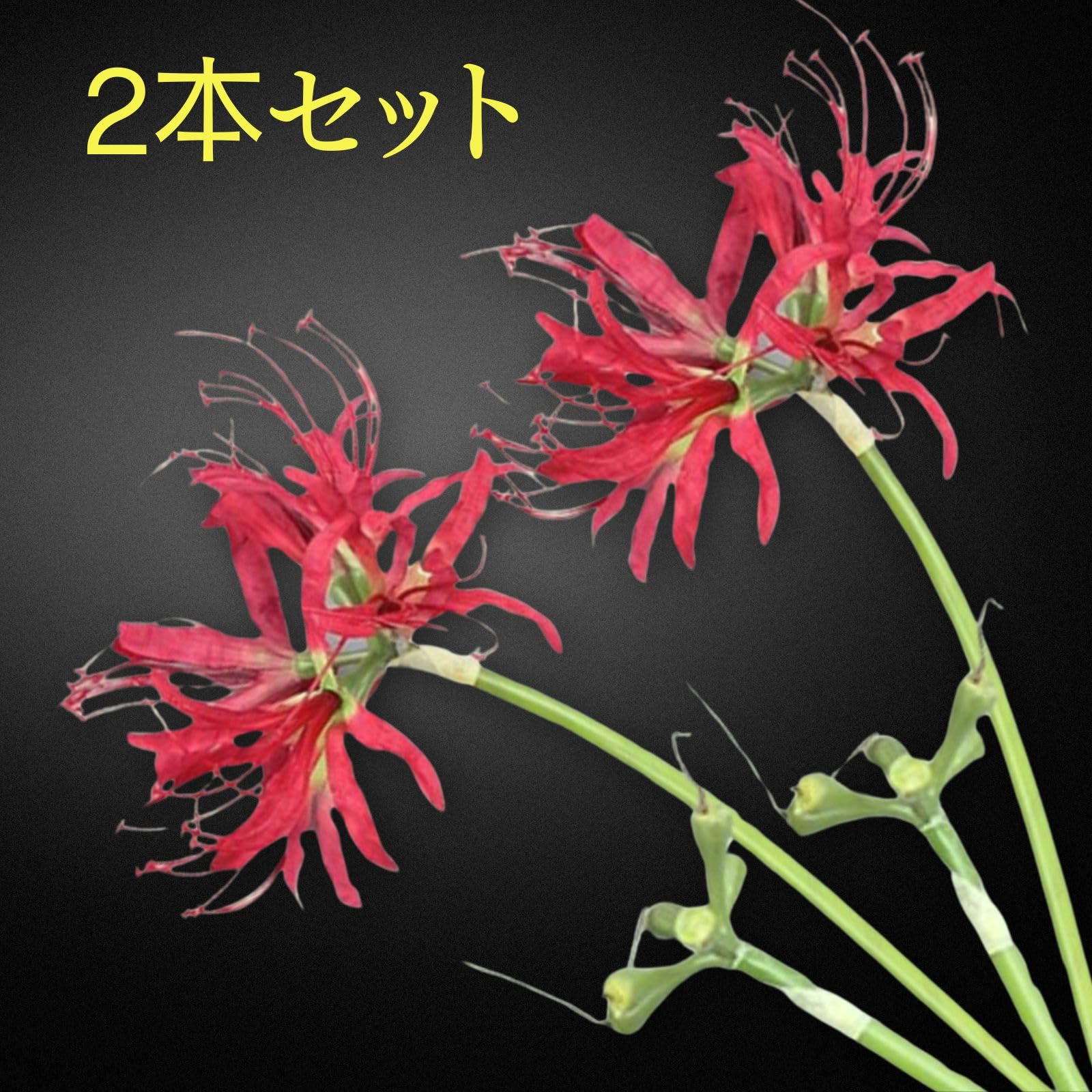 Amazon.co.jp: Leap Raupe 彼岸花 造花 ヒガンバナ フェイクフラワー