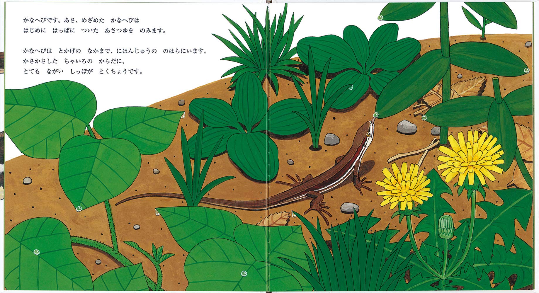 かがくのとも　こどものとも　かなへびくんの絵本　かなへび　福音館 かがくのとも かなへびくんの絵本 かなへびくんとひなたぼっこ