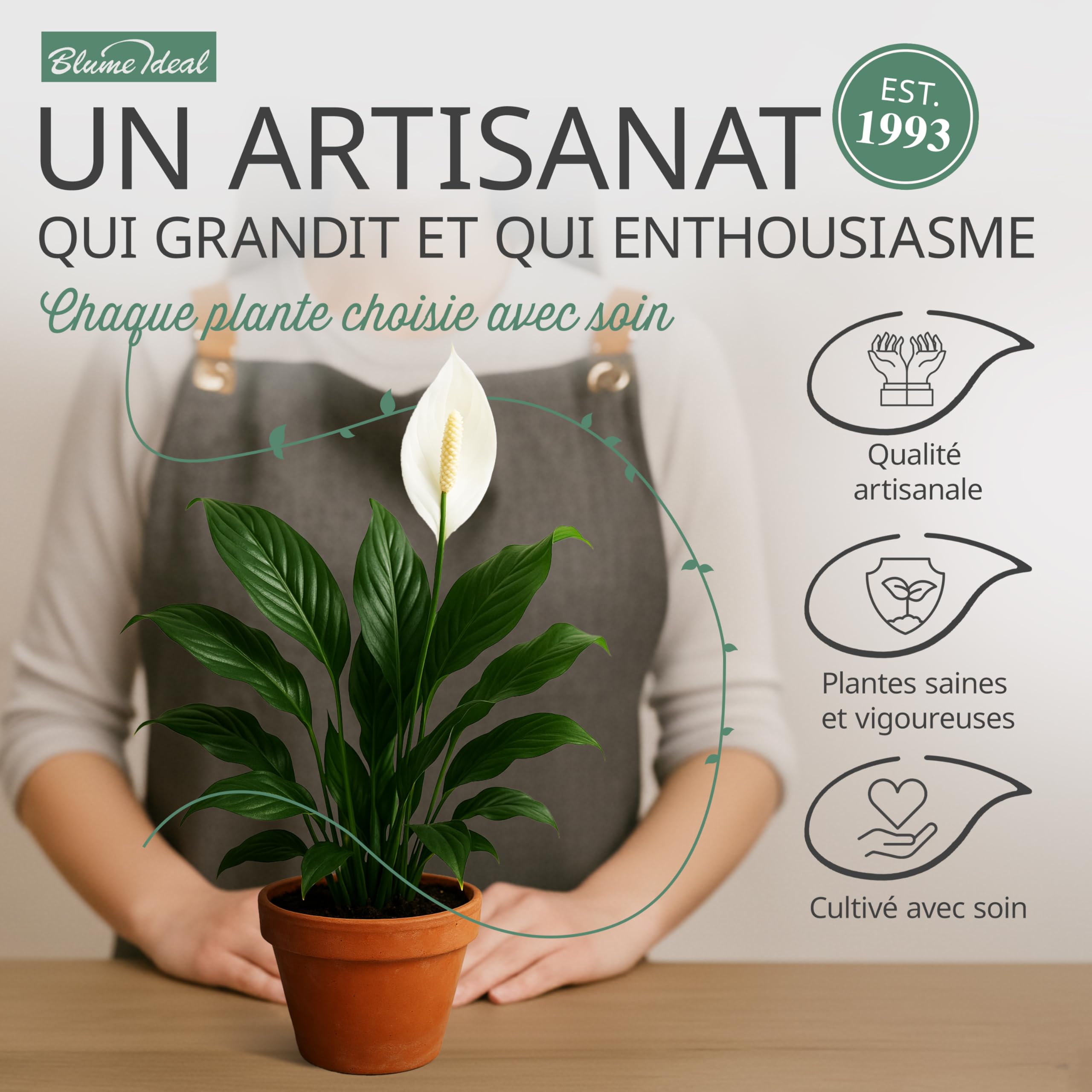 Lot de 4 plantes surprises | +/- 40-70cm | Pot de ø 12-15cm | Plantes pour la maison et le bureau, qualité du professionnel, livraison rapide, végétalisation intérieure