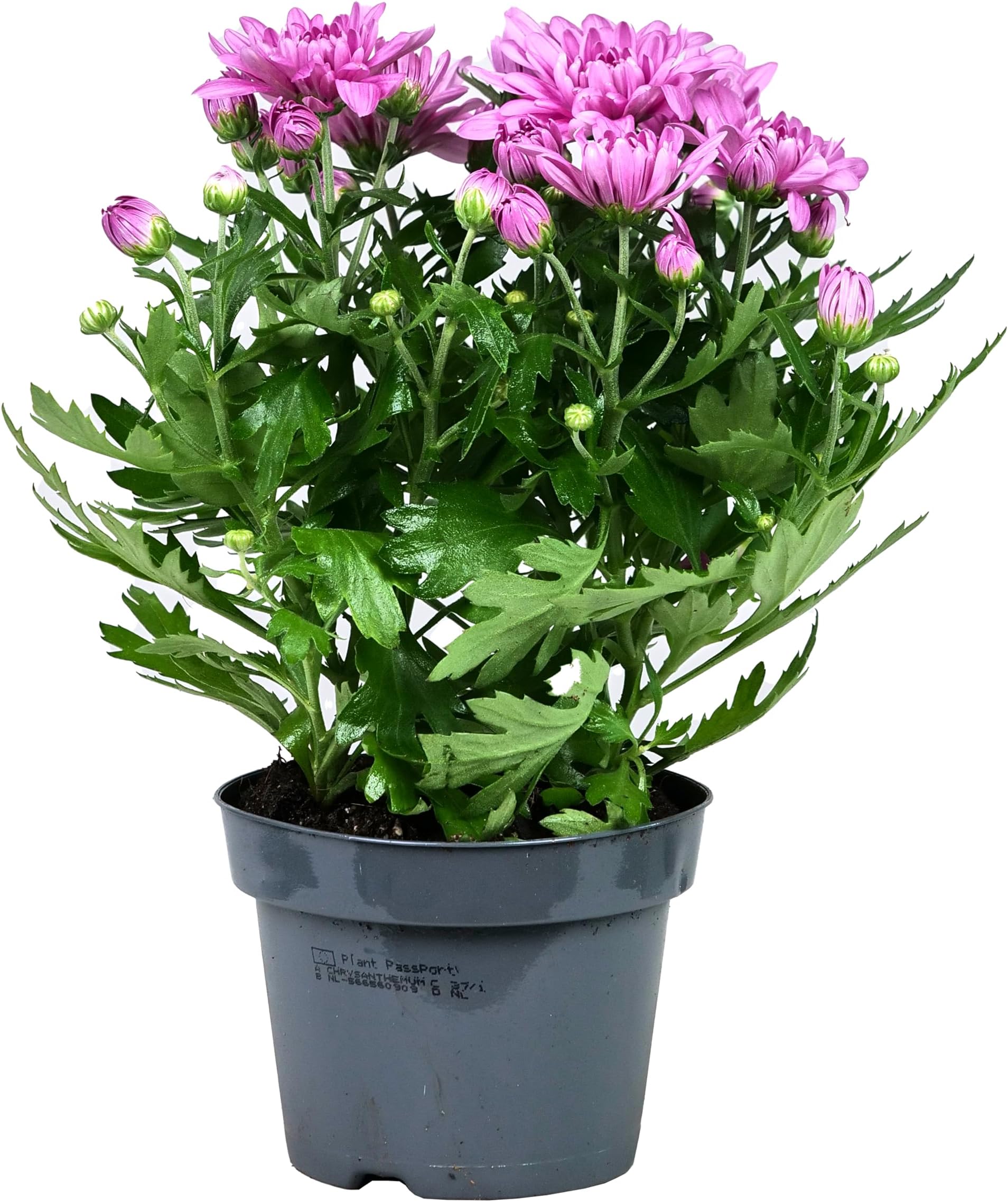 Spring Rose SouqRose Chrysanthemum Live Plant - Enhance Your Space with Elegant Blooms 20 to 30 cm Height - Perfect for Indoor and Outdoor Gardens (Purple Flowers)