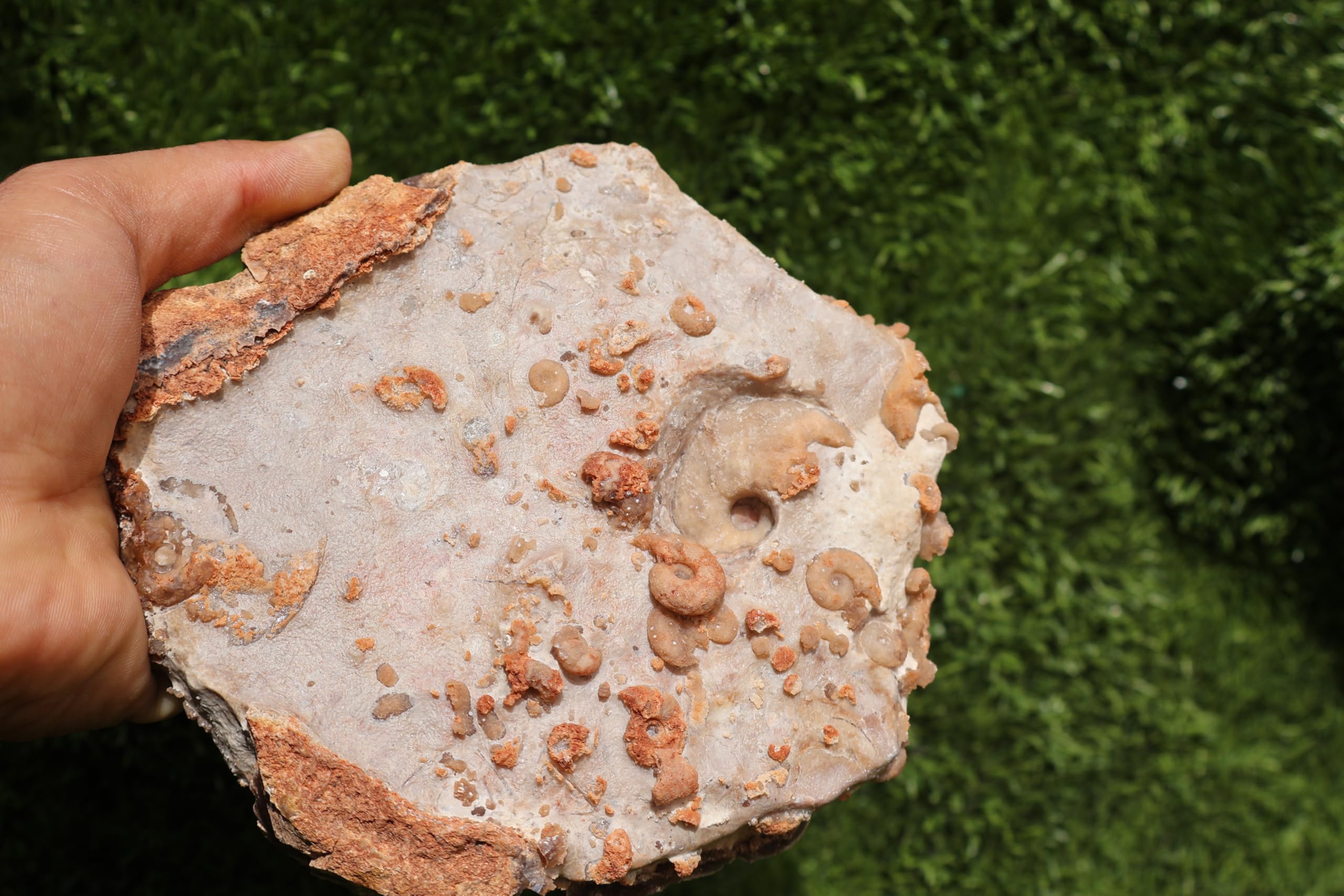 Ammonites & Gastropods Plate Cretaceous Fossils Fossils from Morocco Fossil Rock ammonites Fossil from Morocco A206