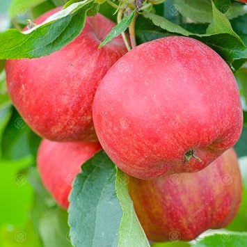 Malus domestica 'Braeburn' | Eating Apple Tree | Garden Fruit Tree | 4-5ft MM106 - Semi Dwarfing