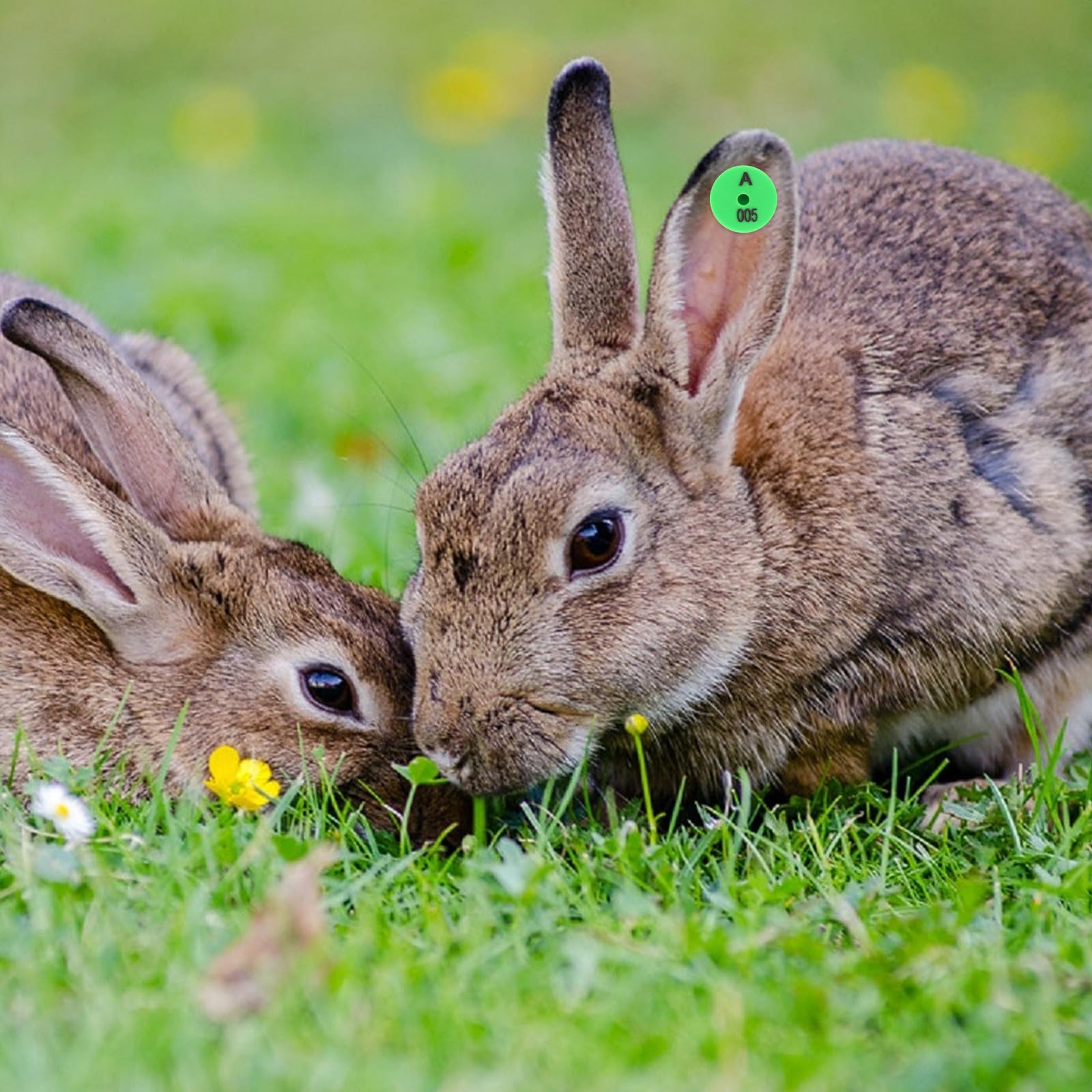 Yardenfun Etichette per Orecchie di Coniglio in Pp Verde 100 Pezzi Facili da per Identificazione e Tracciamento Animali Domestici e Piccoli Animali da Allevamento