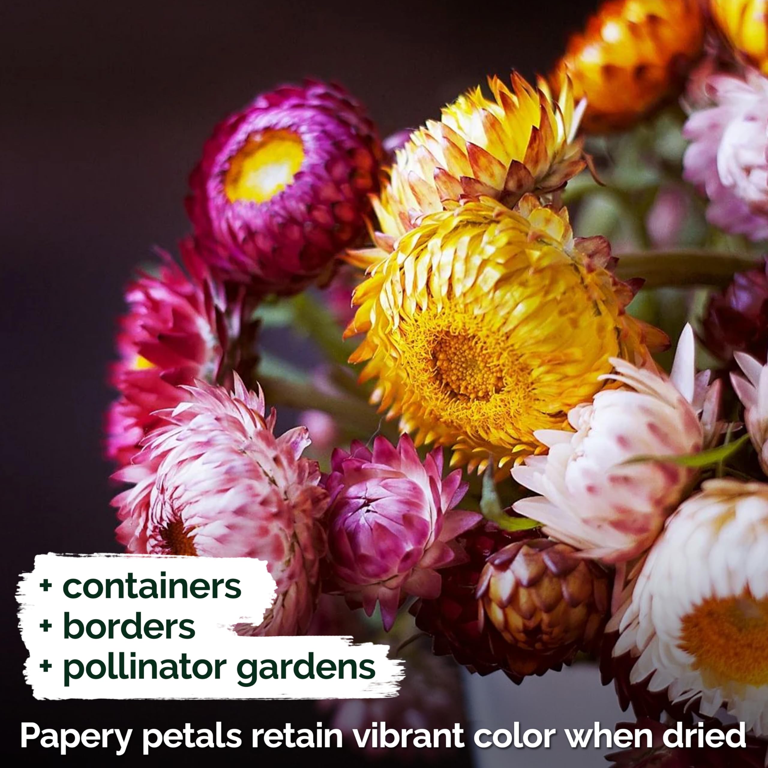 KVITER 1,500 Tall Mix Strawflower Seeds for Planting (Xerochrysum/Helichrysum Bracteatum) — Golden Everlasting Flower, Paper Daisy — Ideal Organic, Heirloom Cut Flower Seeds to Plant Outside & Drying