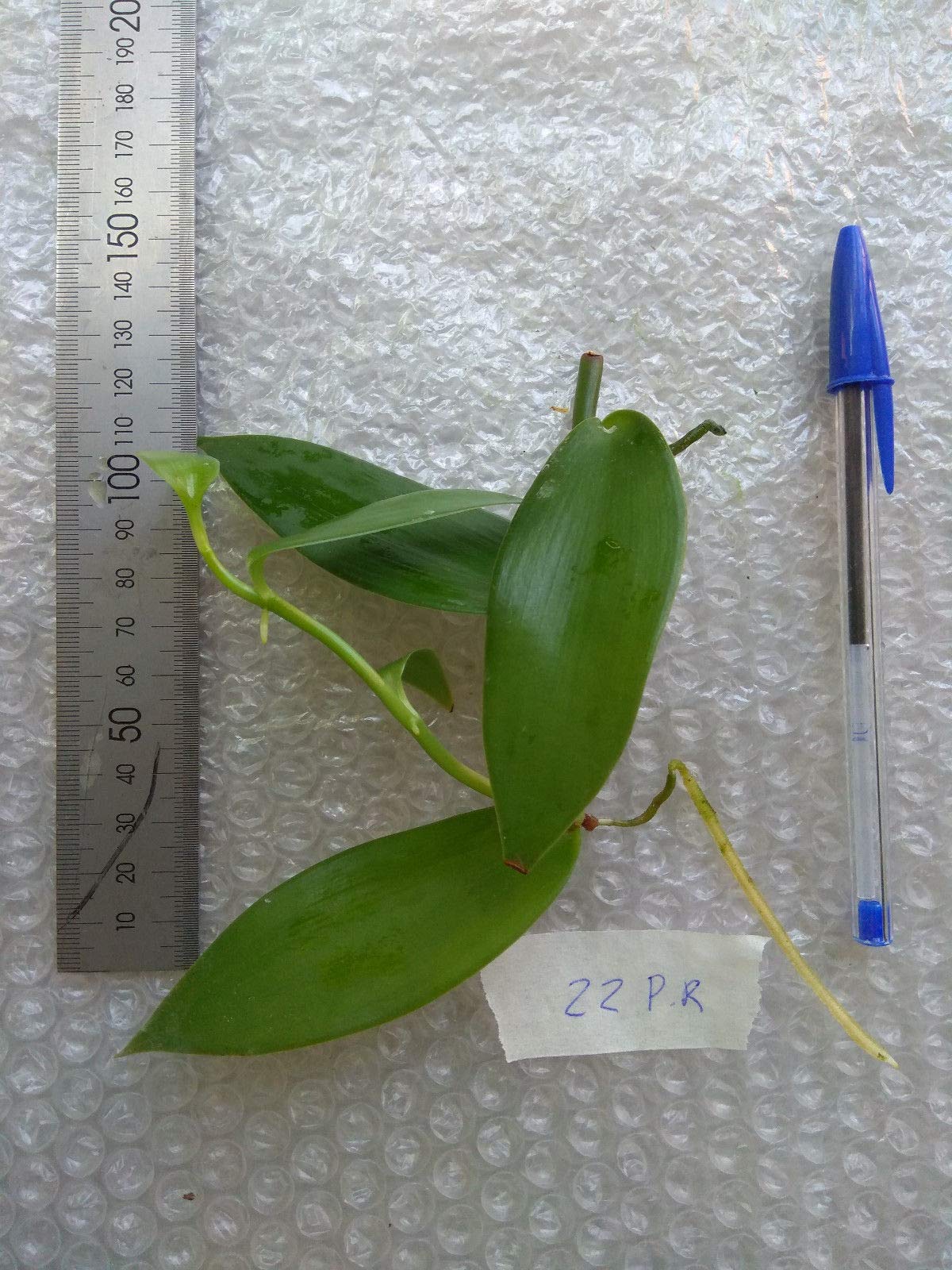 Portal Cool Puerto Rico, Vanilla planifolia Orchidã©e, Vanille Orchidã©e