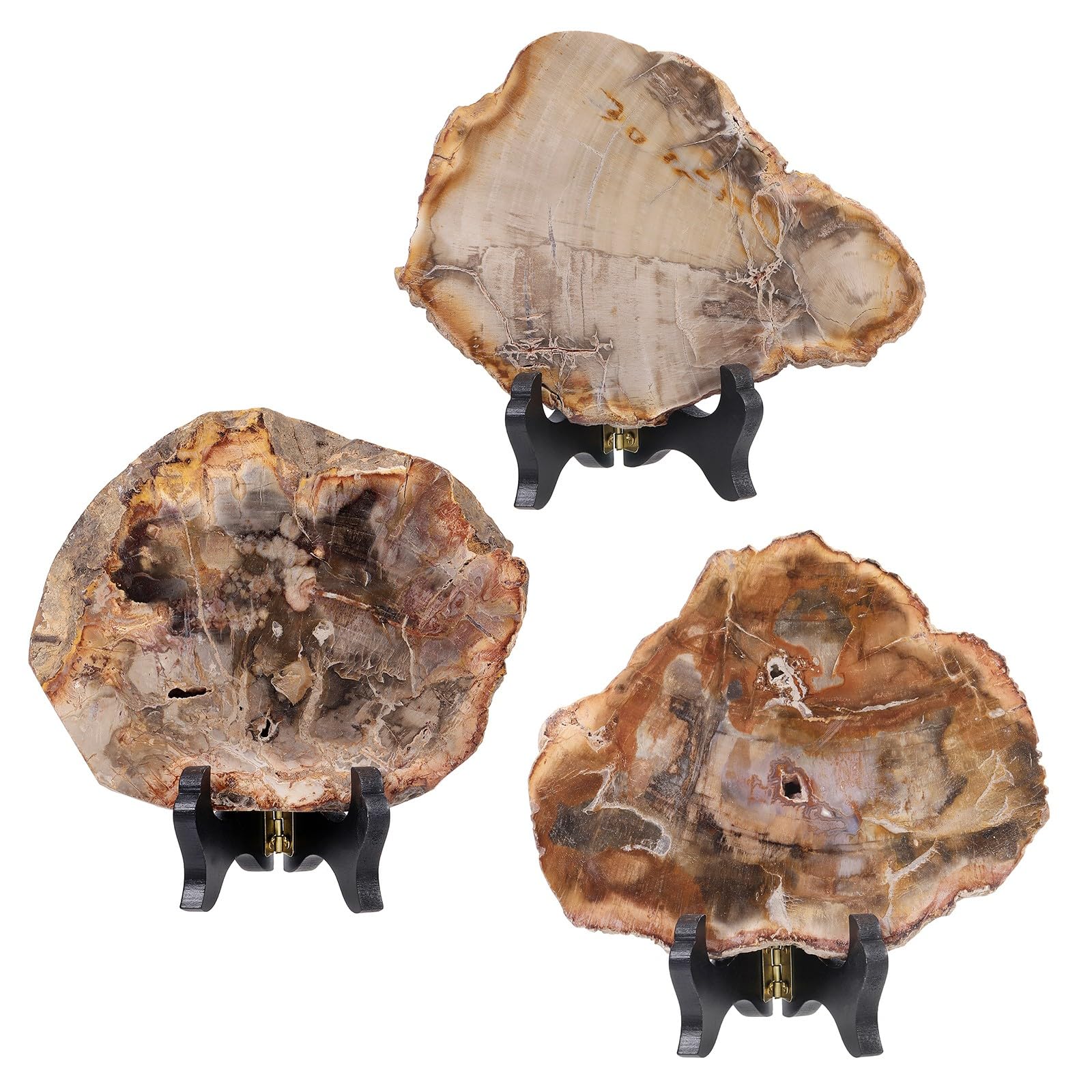 Amazon.com: moonsix Irregular Petrified Wood Slab with Wooden