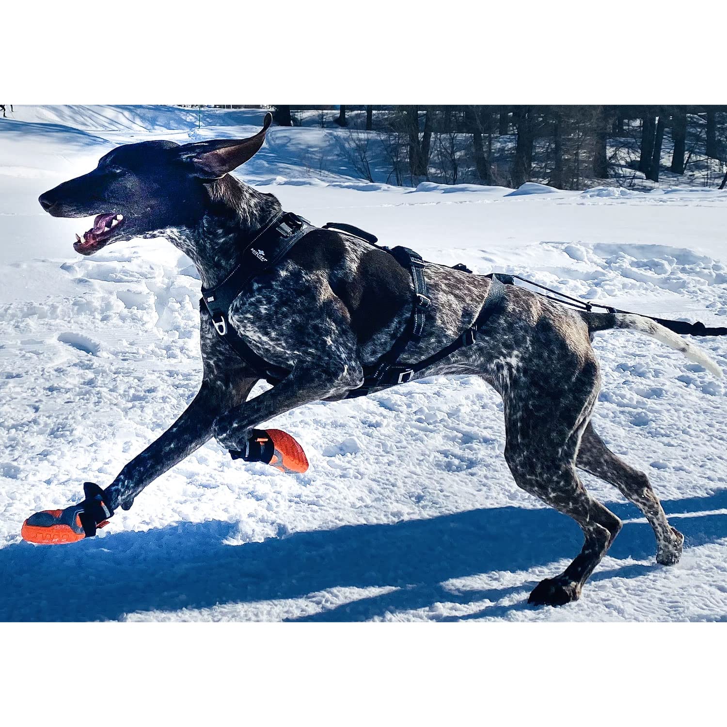 I-dog Chaussures pour Chien Pad N’Protect Polar Khan