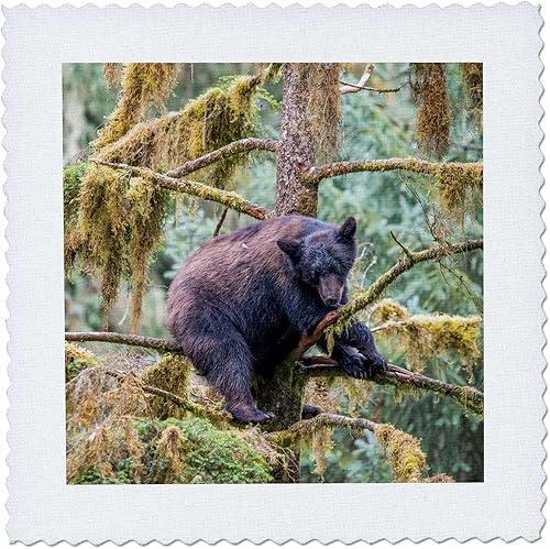 3dRose Black Bear cub Finds Safety in a Tree at ANAN Creek. - Quilt Squares (qs-380595-1)