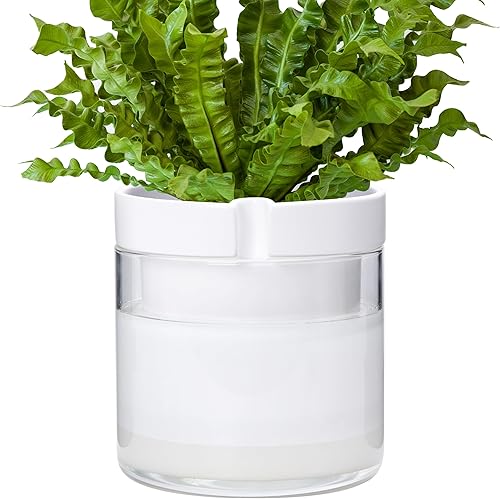 Phoenix Vine Maceta de riego automático de 8 pulgadas, maceta de arcilla de terracota blanca con depósito de vidrio para plantas de interior,