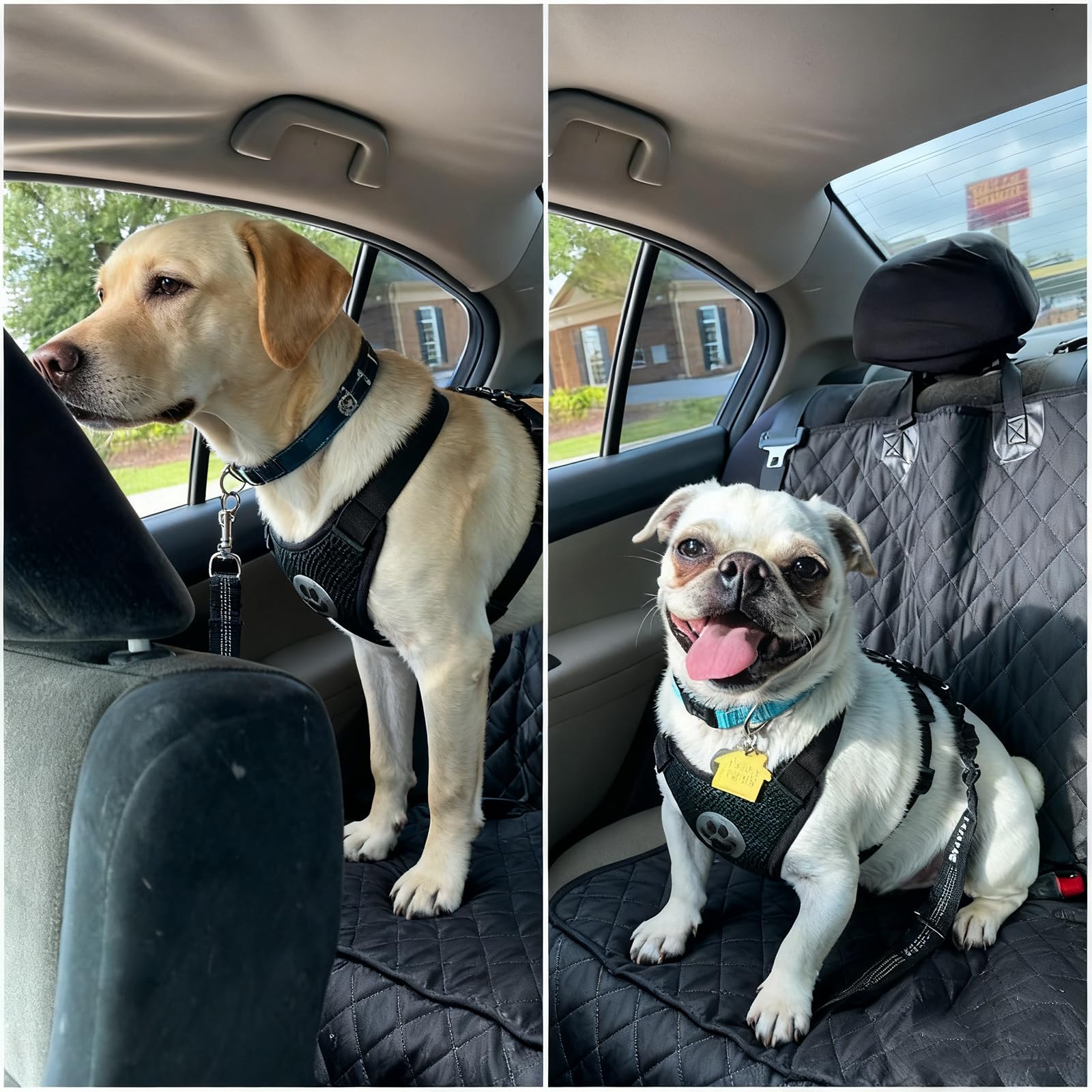 Dog Car Seat Belt Harness - Adjustable Mesh Breathable Safety Tether with Elastic Bungee for Small Medium Large Pets (L) - image 4