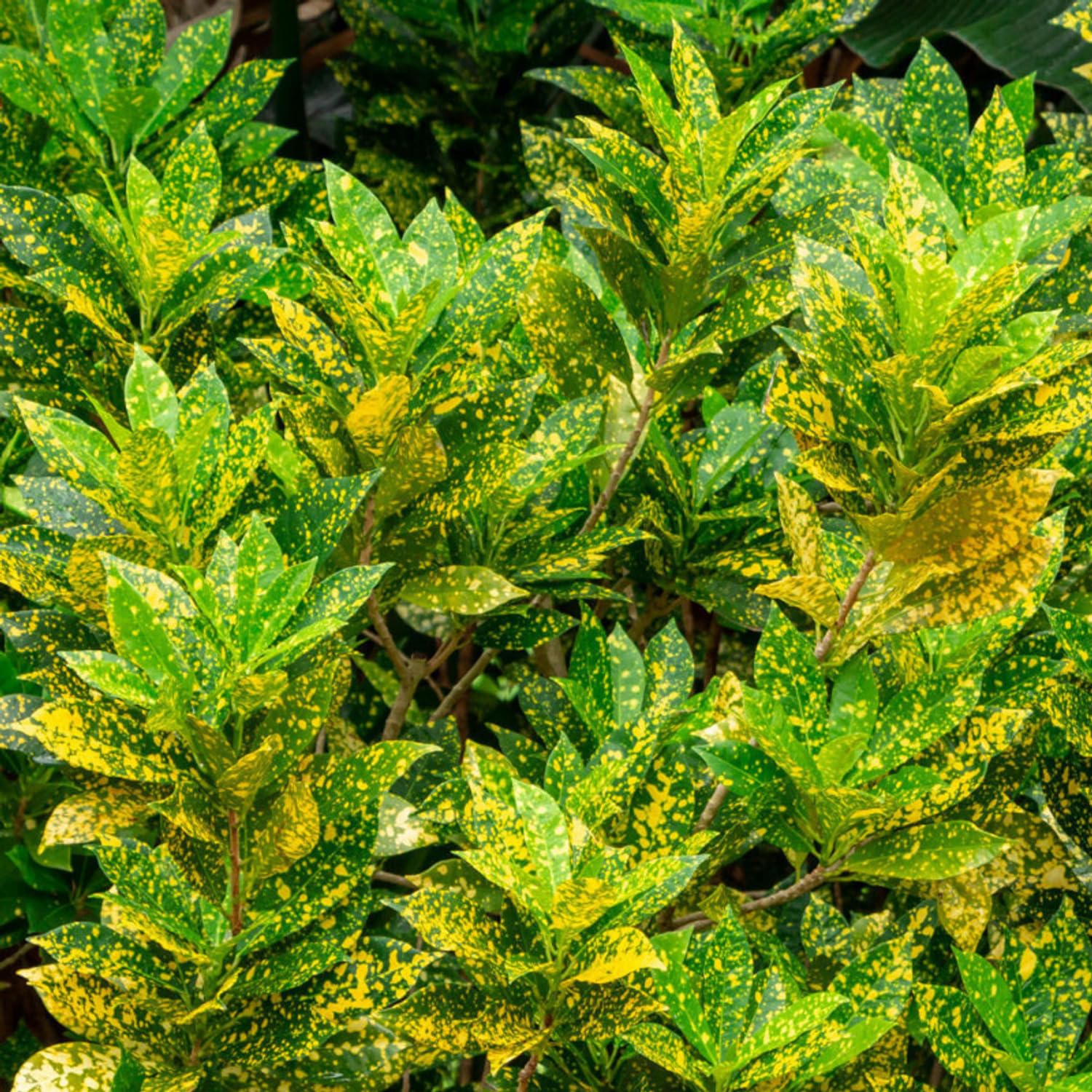 Hug A Plant | Gold Dust Croton/Codiaeum variegatum Ornamental Live Plant (Home & Garden)
