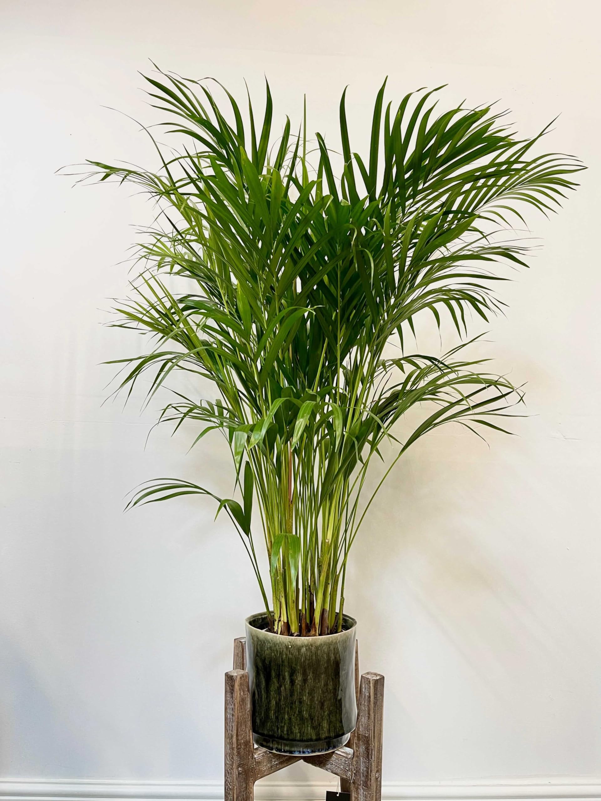 Areca Palm Plant, Natural Air Purifier, Indoor & Outdoor Organic Live Plant, Stylish Home & Office Décor, Without Pot.A12-image-10