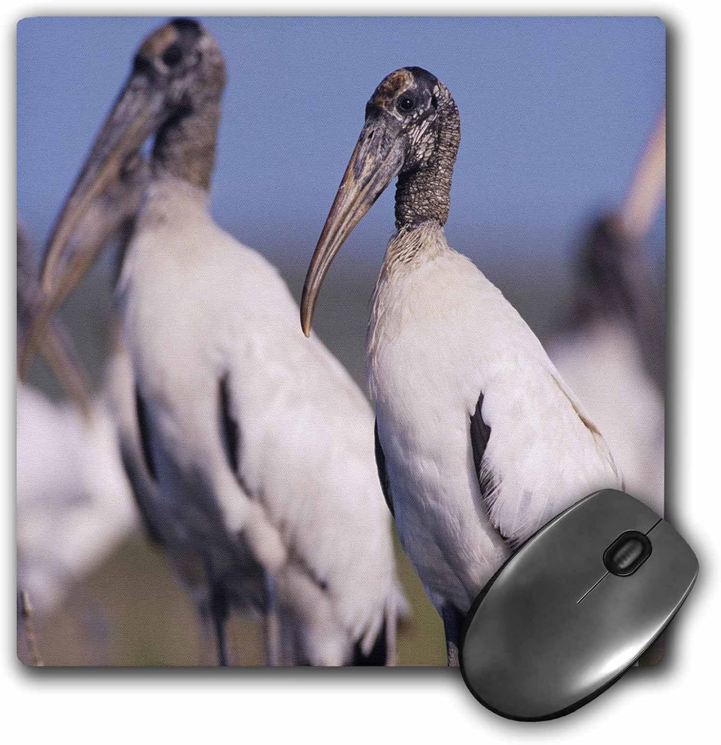 3dRose LLC 8 x 8 x 0.25 Wood Stork Bird Lake Corpus Christi Texas Rolf Nussbaumer Mouse Pad (mp_84646_1)