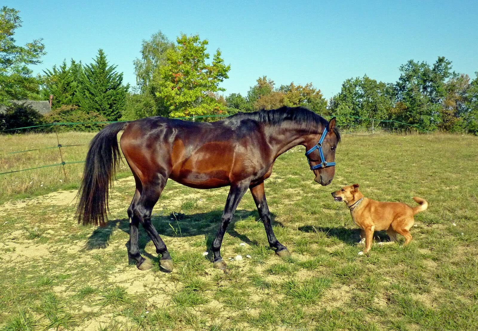Scheidler Horse-direkt Hanföl für Pferde & Hunde, 5 Liter Kanister 100% kaltgepresstes Hanföl aus dem Natursamen Naturprodukt ohne Zusatz, auch zum Barfen