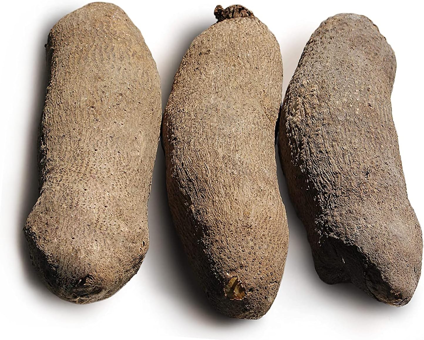 Buy Fresh African Yam Tubers Roots Ñame 10 Pounds Online at Lowest