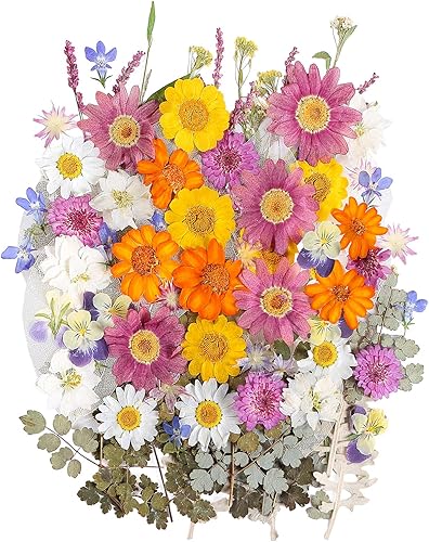 Miniatura 1 de 100 piezas de hojas de flores secas prensadas naturales, herbario de plantas para bricolaje, moldes de resina, fabricación de joyas y manualidades