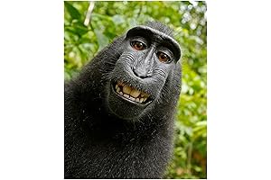 Smiling Monkey Selfie: the Monkey Wall Art That Spreads Joy