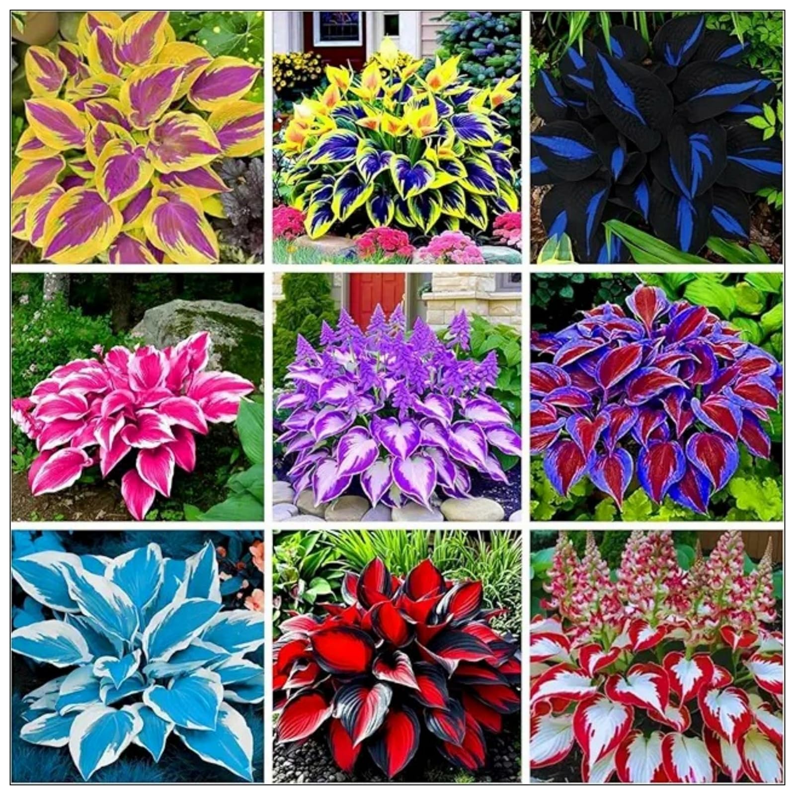 Hosta Bulbs for Planting, Excellent Display,Hosta Mix,Perennial-Coloured Hosta Bulbs-3 Bulbs-A