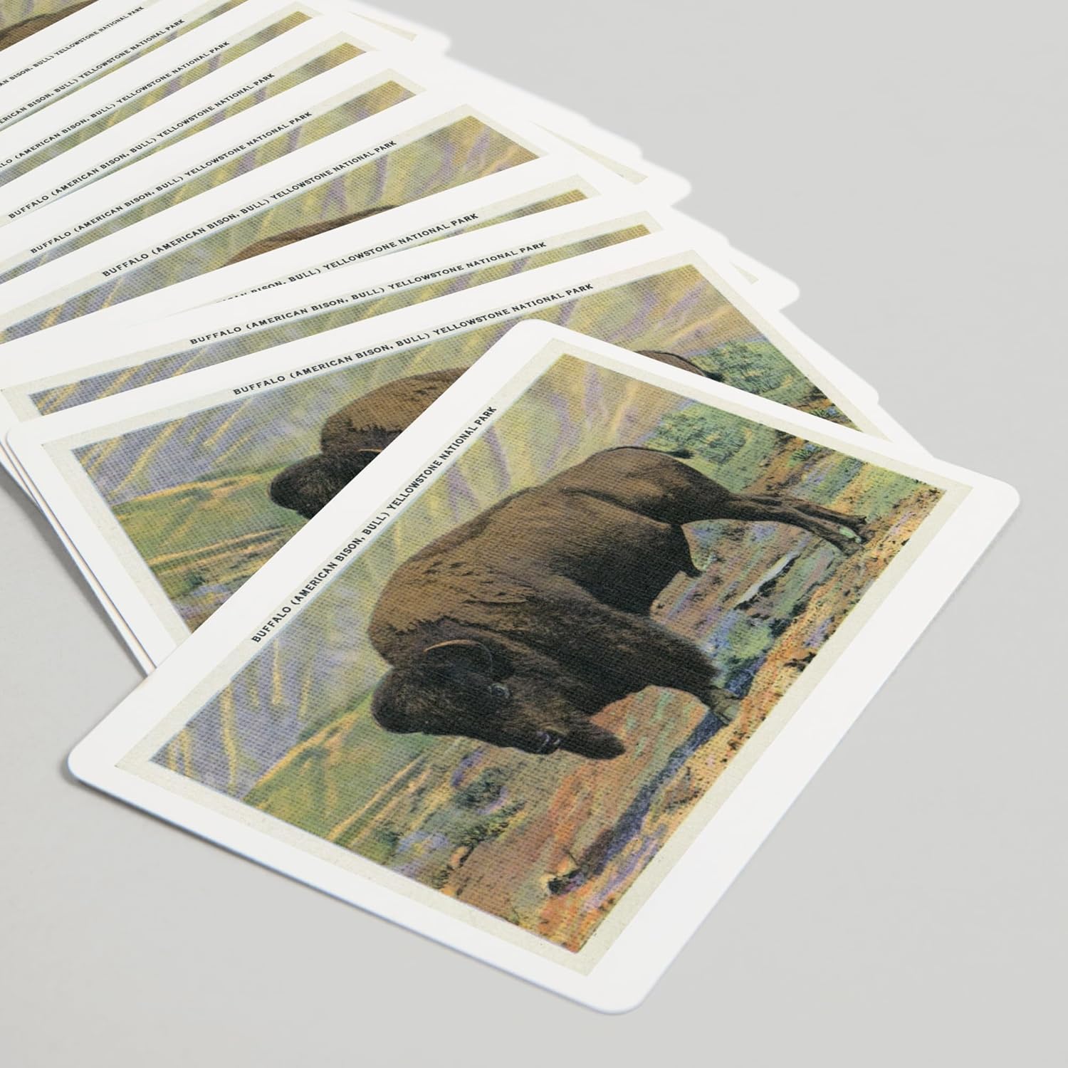 Lantern Press Yellowstone National Park, Wyoming, View of a Buffalo (American Bison), 52 Playing Cards for Adults, Poker Size Card Deck