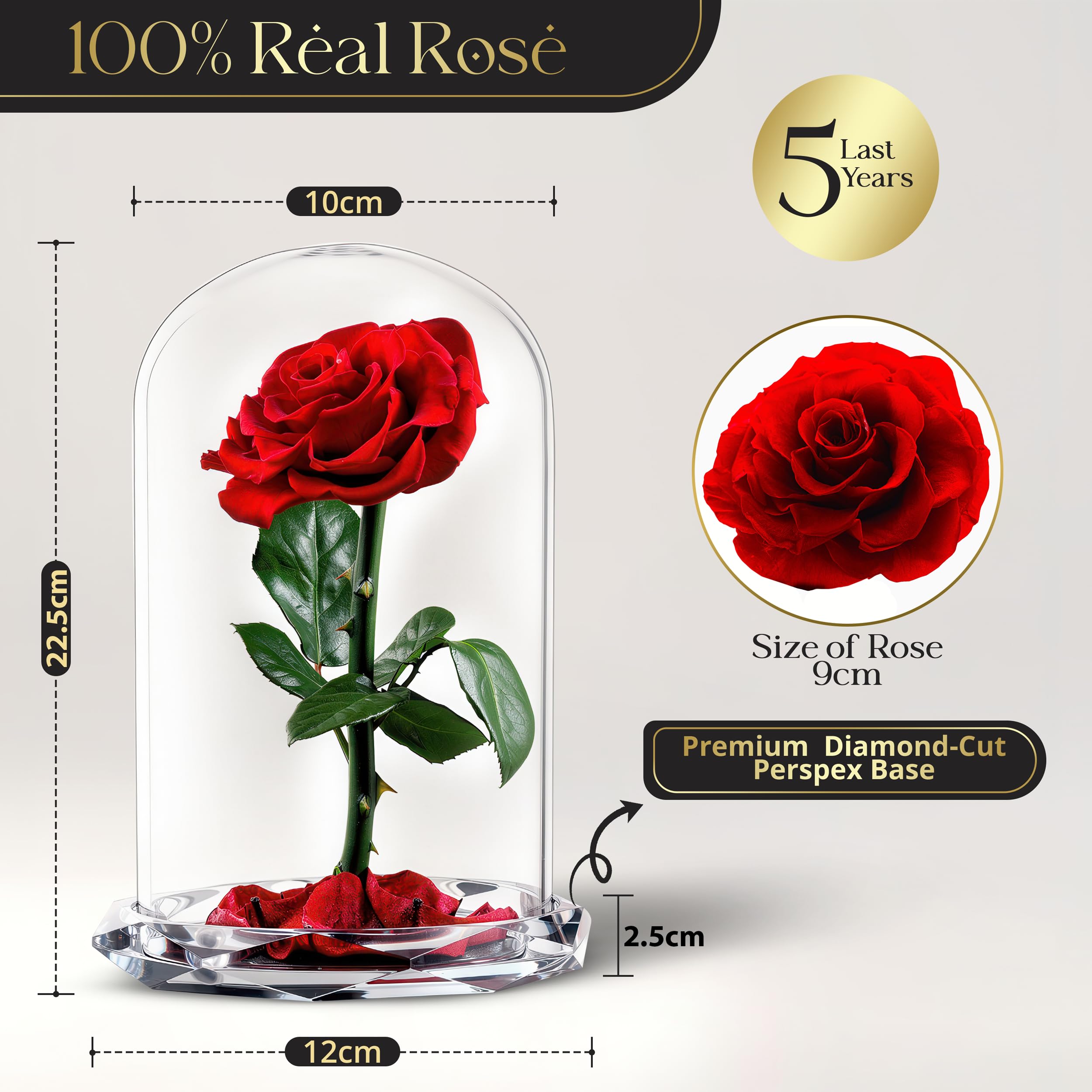 INTIGNIS Vera Rosa Conservata in Cupola di Vetro, Rosa Stabilizzata 25 cm con Fiore 8 cm, Durata Fino a 5 Anni, Base Decorativa, Idea Regalo Elegante per Lei, (Rossa)