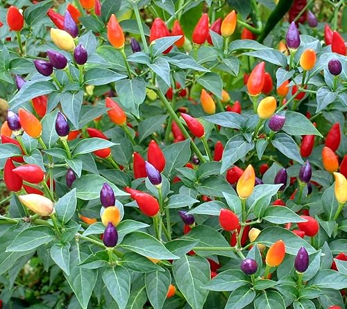 Miniatura 3 de Semillas de pimienta rara ornamental mezcla enana vegetal interior reliquia orgánica sin OMG