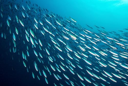 Miniatura 4 de Season Caballa en aceite de oliva  Filetes sin piel y deshuesados, sin gluten, ceto, paleo, ácidos grasos omega-3, sin azúcar, sal añadida  Pescado
