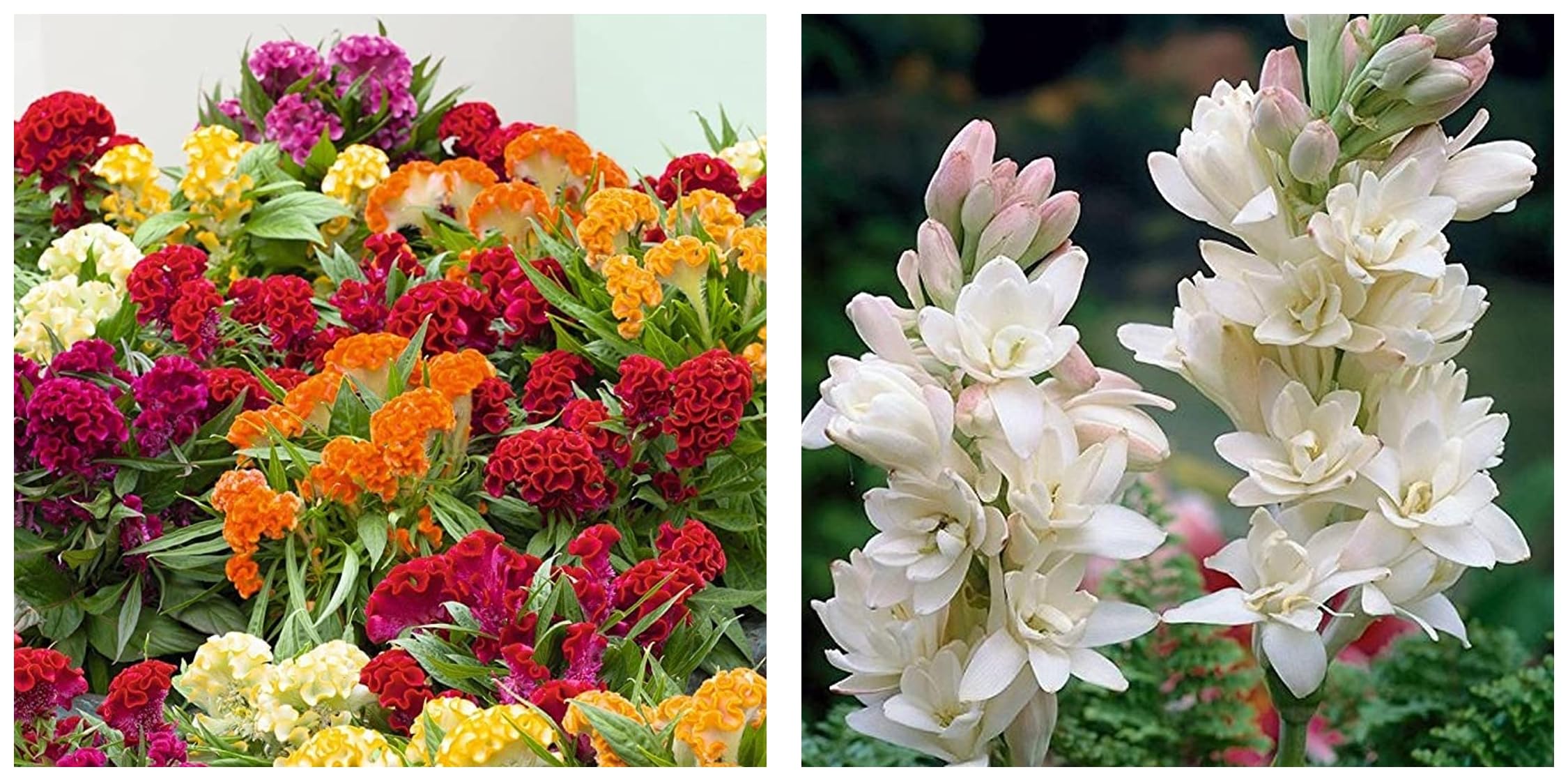 Kraft Seeds by 10CLUB Celosia Cristata Cockscomb Mix (500 Seeds) Heirloom Flower Seeds Non-GMO (Variety Superb Flower Garden) (B09XMQRTS2) Amazon Price History, Amazon Price Tracker