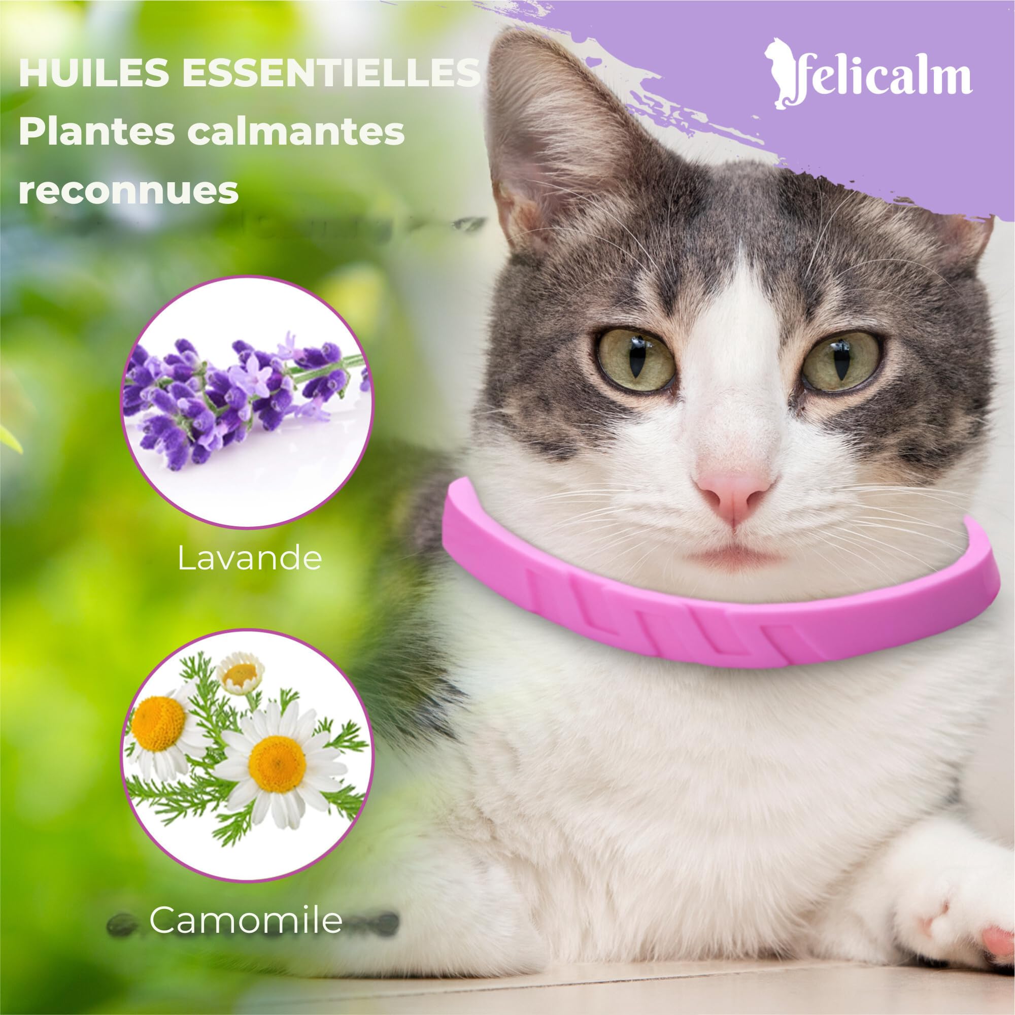 Félicalm Paris/Colliers à la VALERIANE+ PHEROMONE/Anti-Stress pour Chat et Chaton/PHEROMONE féline+ VALERIANE +Camomille+Lavande/ 2 Colliers Actifs 60 Jours