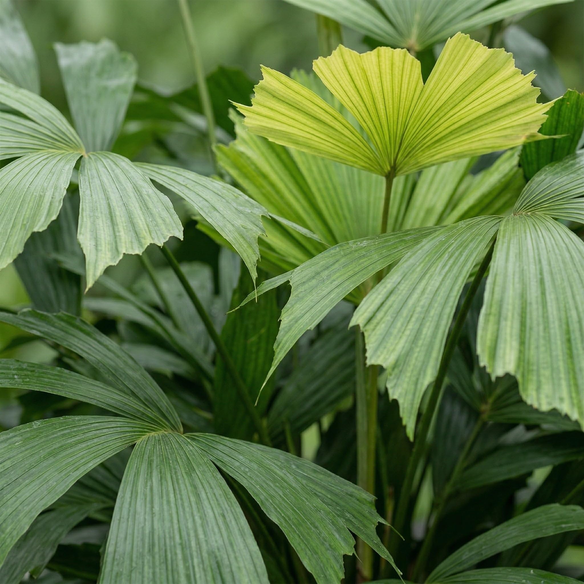 Trendyplants - Caryota Mitis - Fischschwanzpalme - Zimmerpflanze - Höhe 130-150 cm - Topfgröße Ø24cm