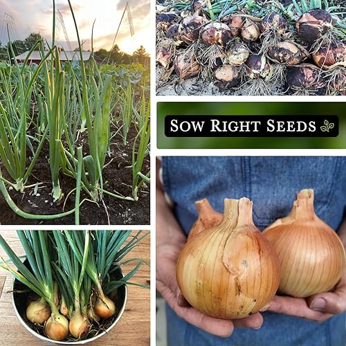 Miniatura 4 de Sow Right Seeds - Semillas de cebolla dulce española amarilla para plantar - Paquete de reliquia sin OMG con instrucciones para plantar un huerto