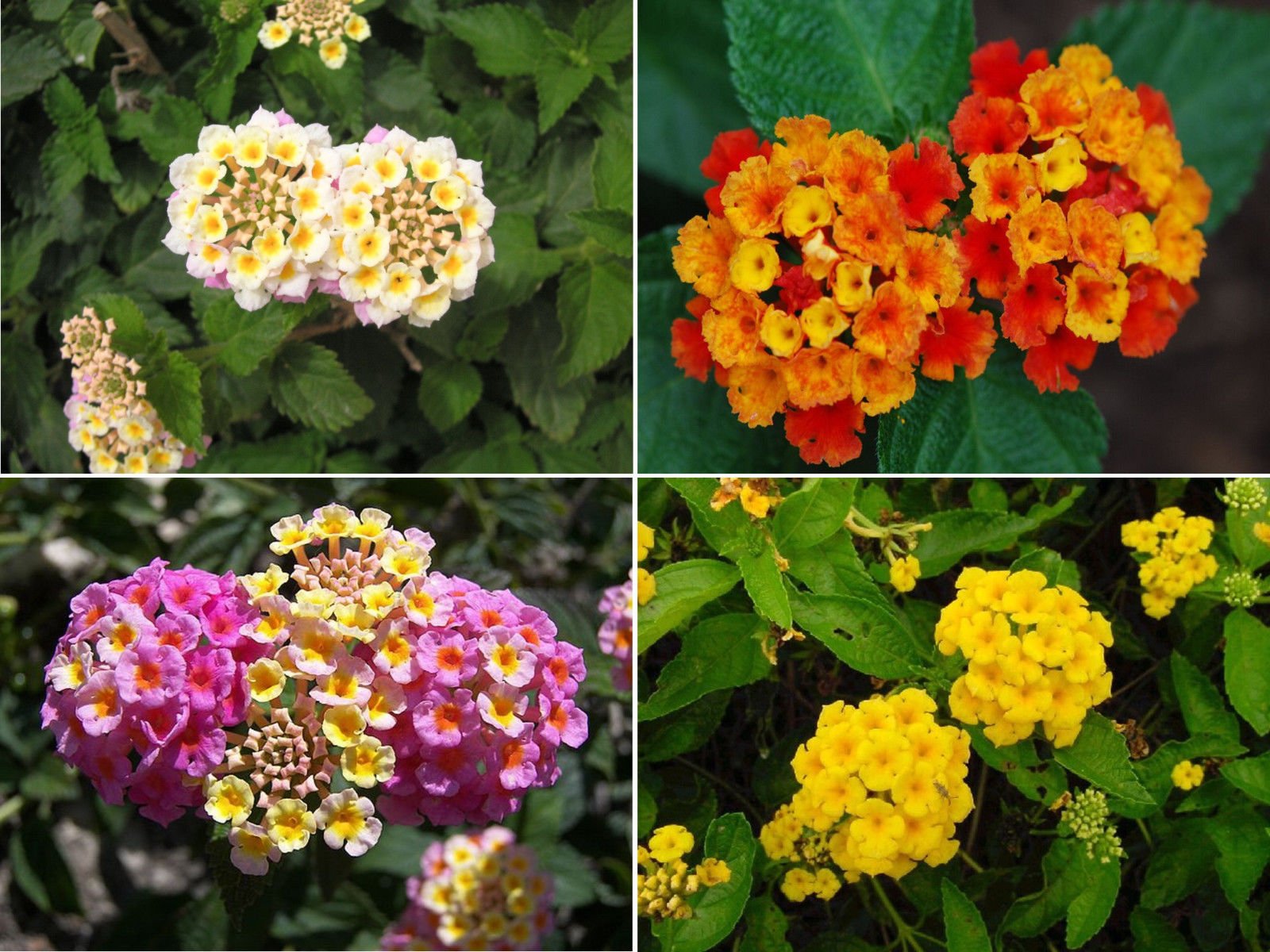 60+ Seeds Assorted Lantana Camara Spanish Flag White Yellow Pink Orange Colorful