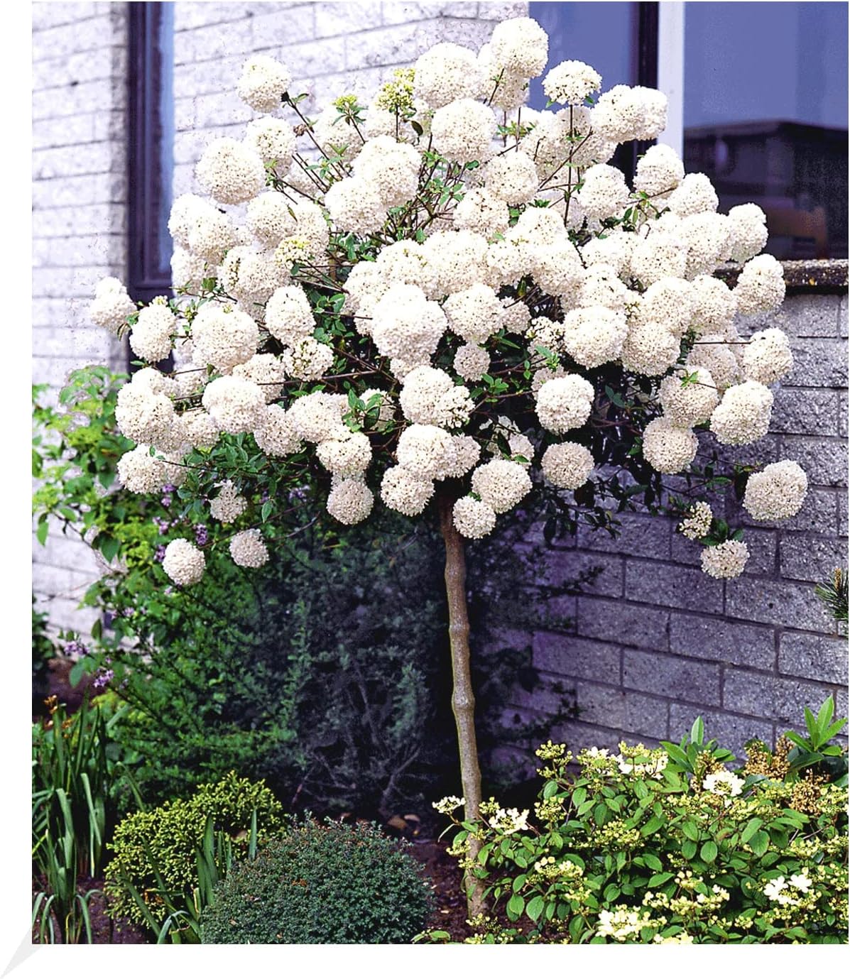 Euonymus Himalaya -witte topjes plant