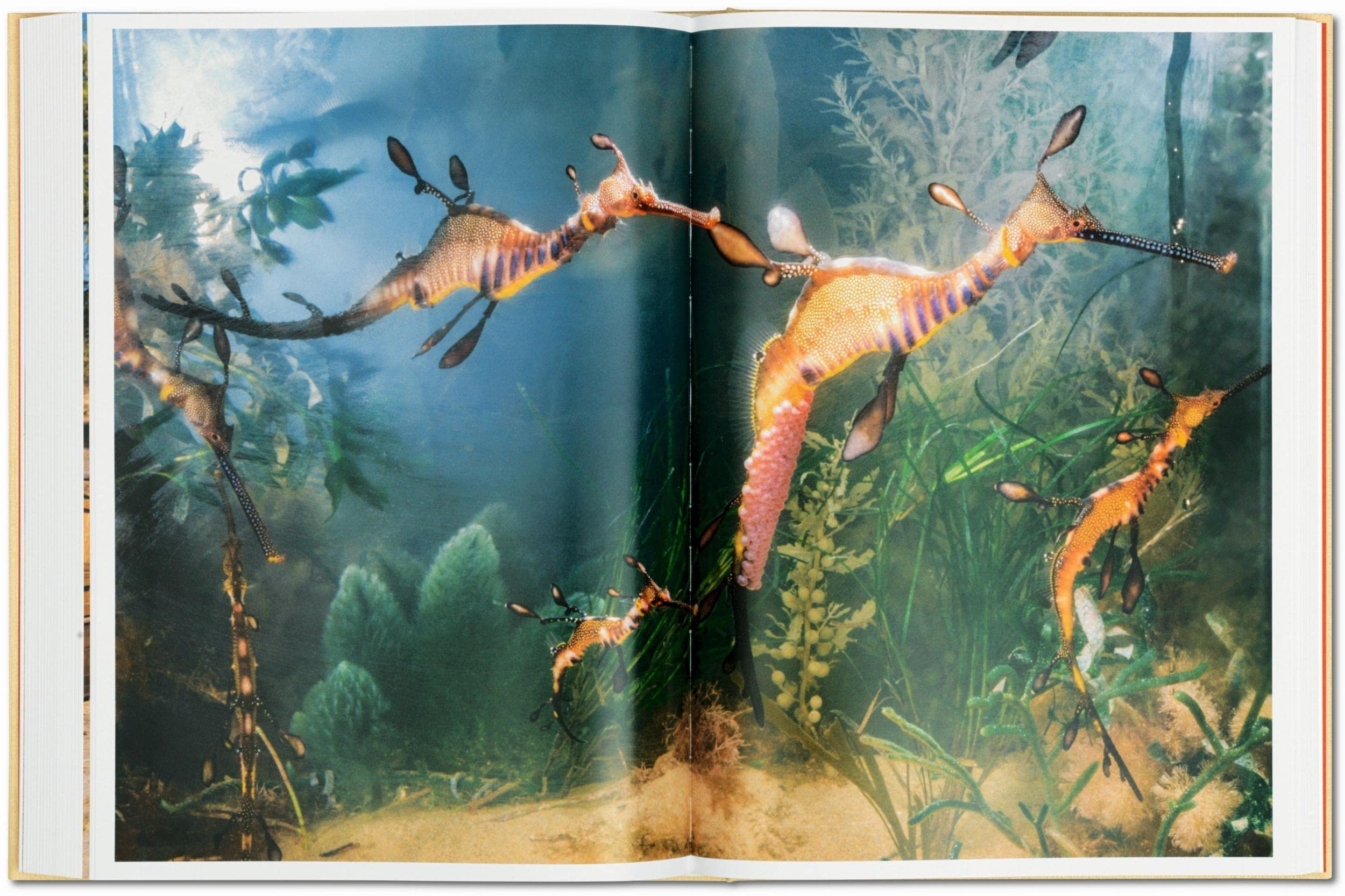 National Geographic. In 125 Jahren um die Welt: Eine Reise durch die Zeit mit dem beliebtesten Fotomagazin des Planeten. Nord- und Südamerika & Antarktika / Europa & Afrika / Asien & Ozeanien