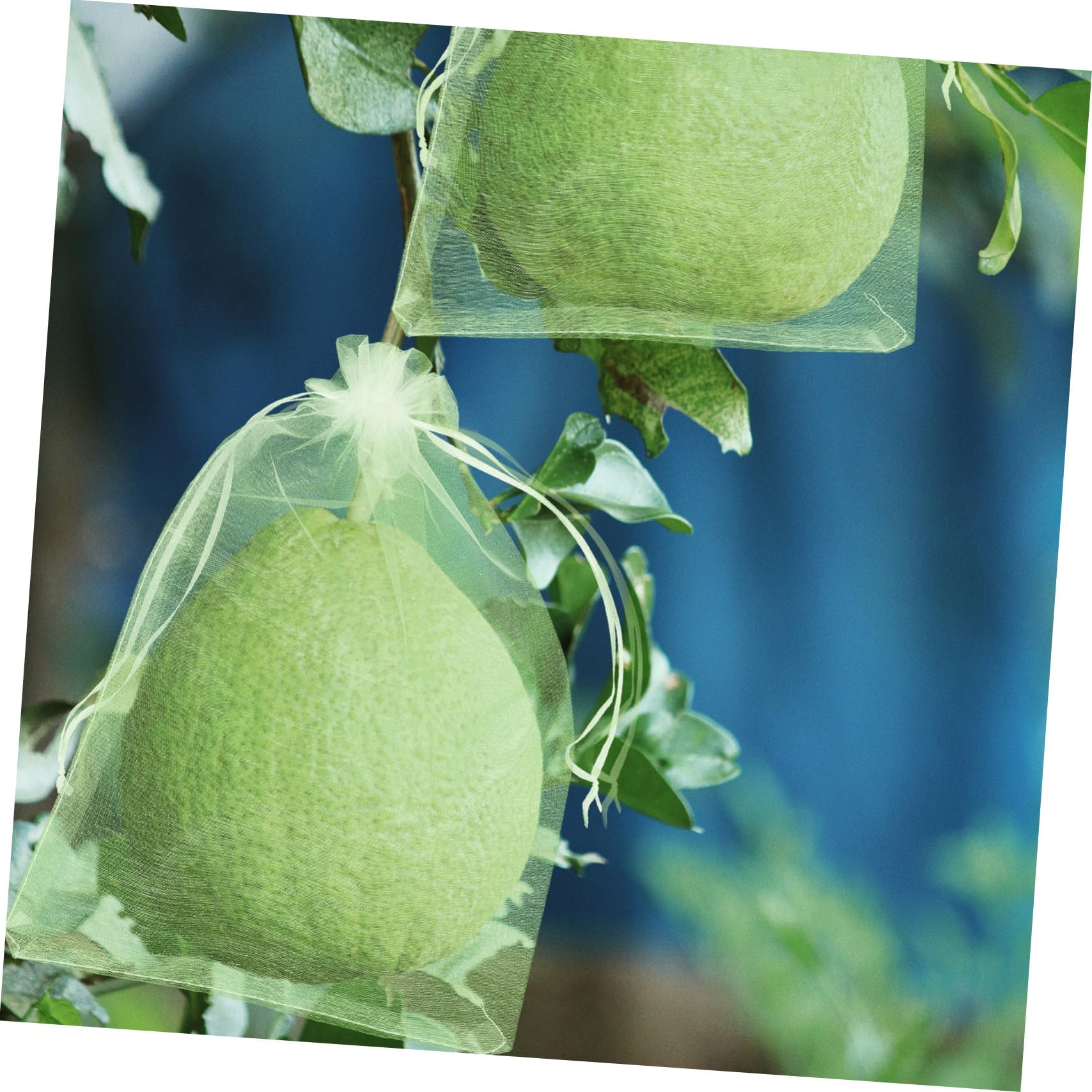 100 Piezas Bolsas Protectoras para Frutas y Malla Verde Protección contra Pájaros Insectos para Huertos y Plantaciones