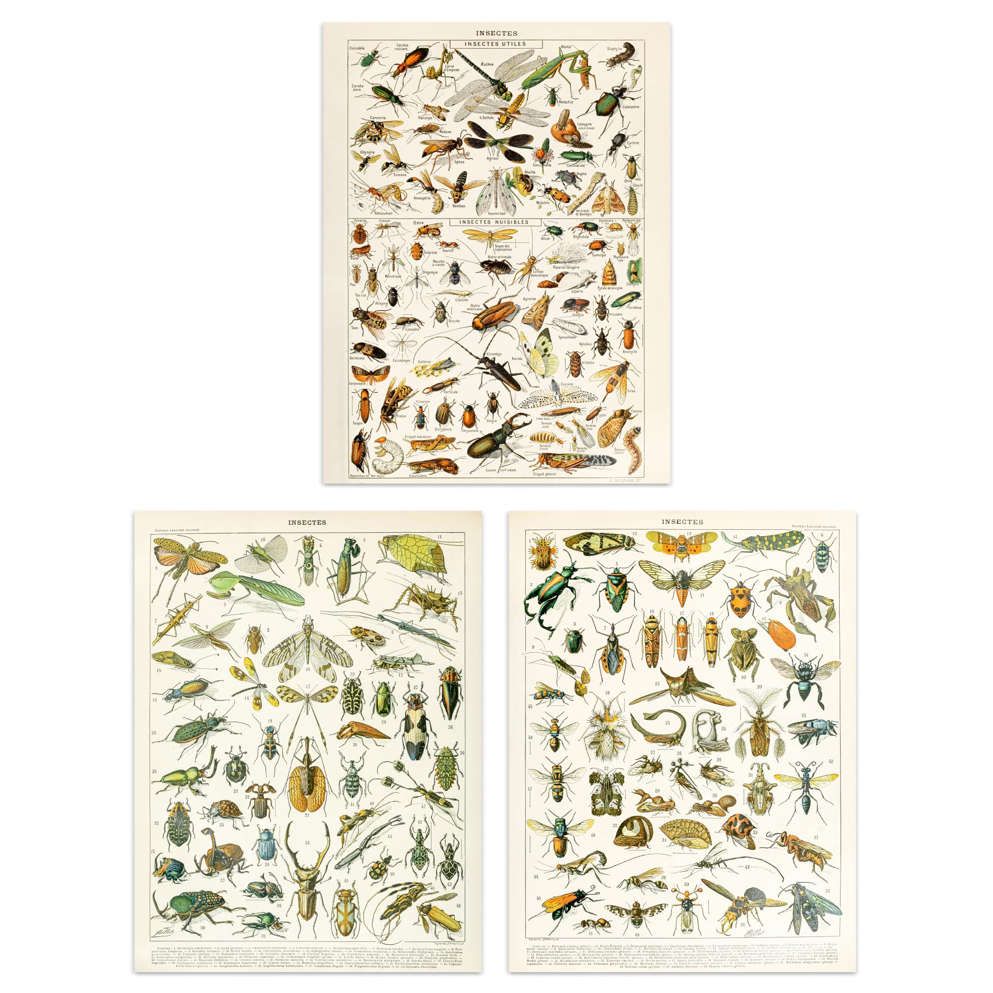 Artery8 A4 Insects Bugs & Beetles Millot Print Set - Retro Vintage Aesthetic