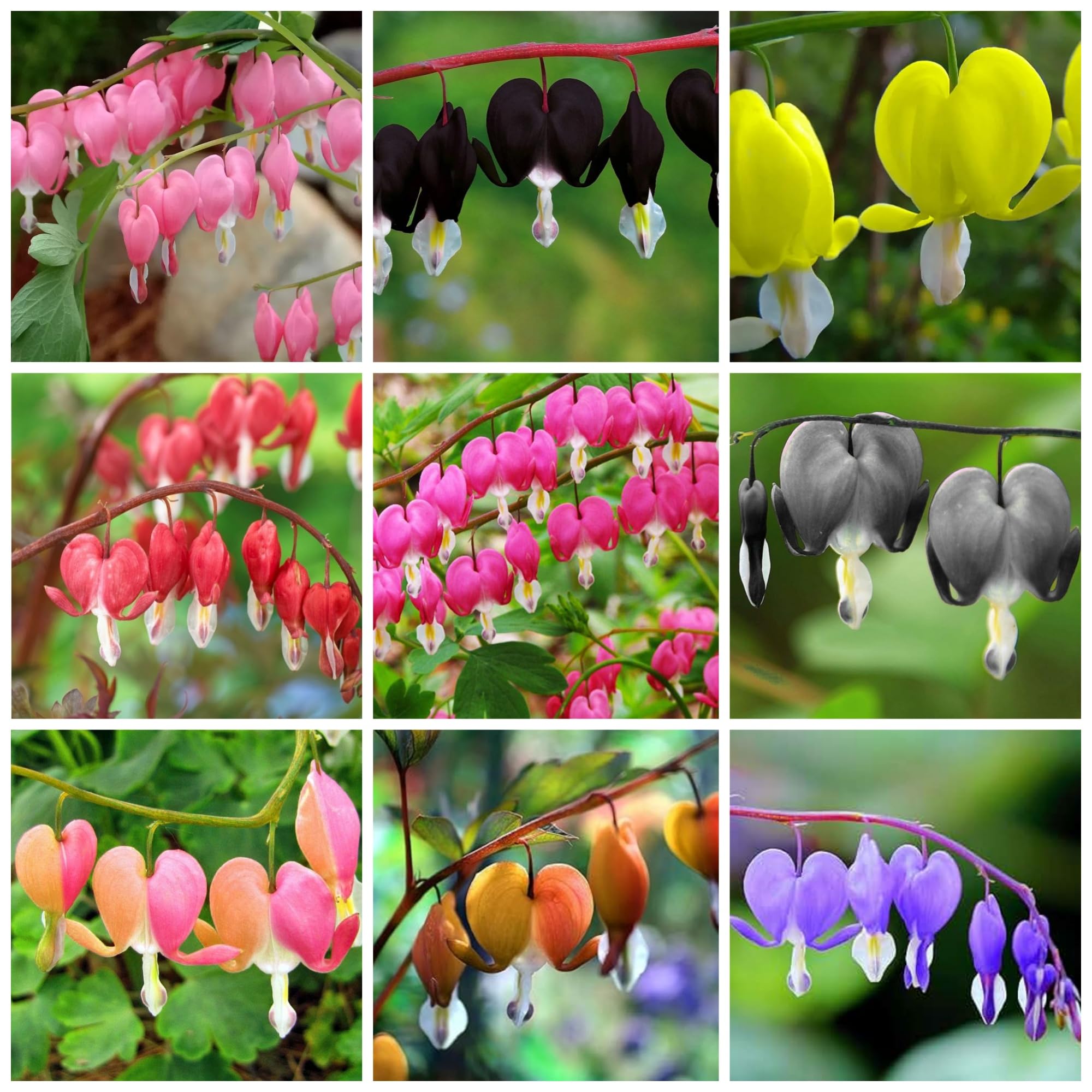 Dicentra Spectabilis Seeds for Planting - 100 Bleeding Heart Seeds Shade Flower Garden Home Outdoor Indoor