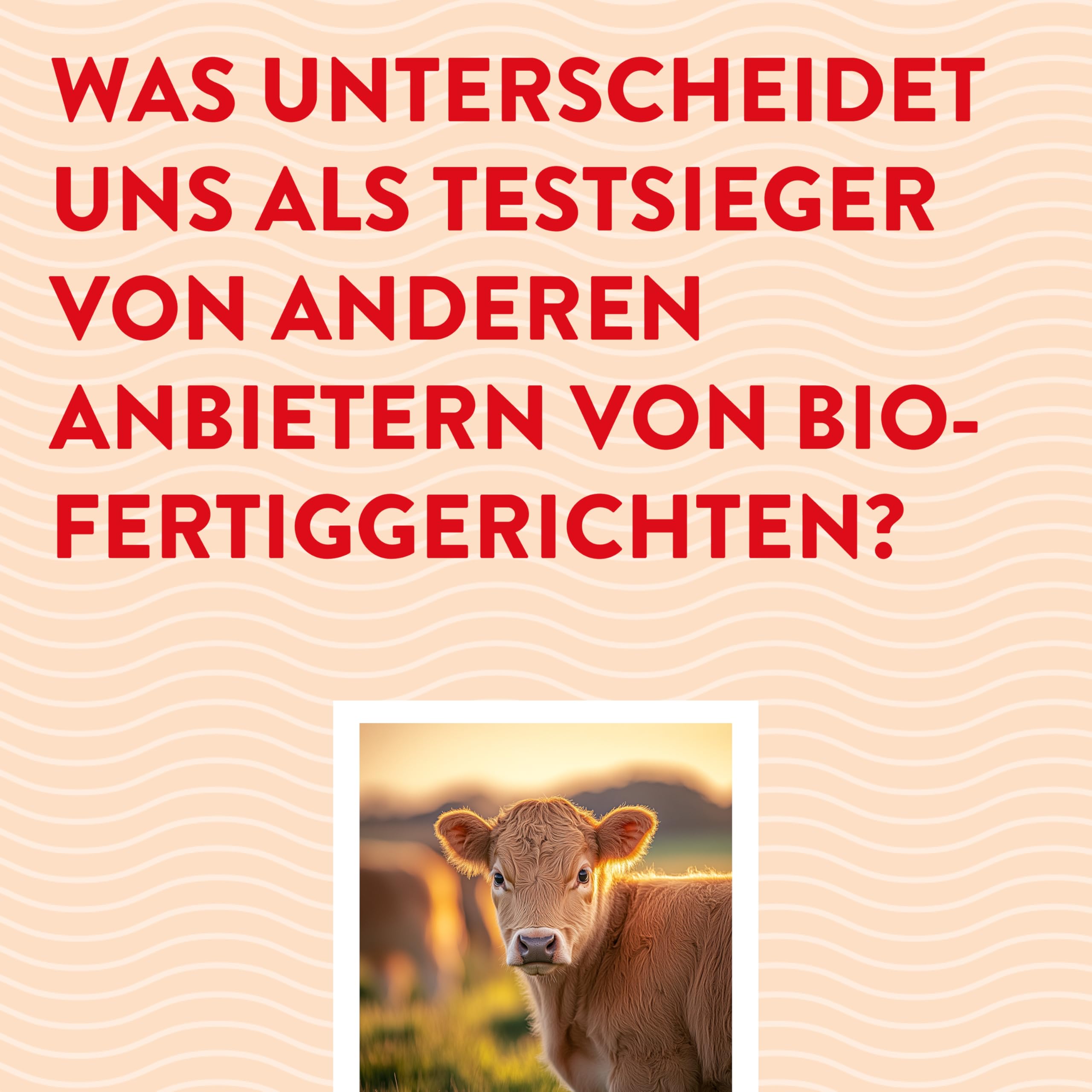 Probierpaket 6 Bio-Fertiggerichte im Glas (6x 620ml)