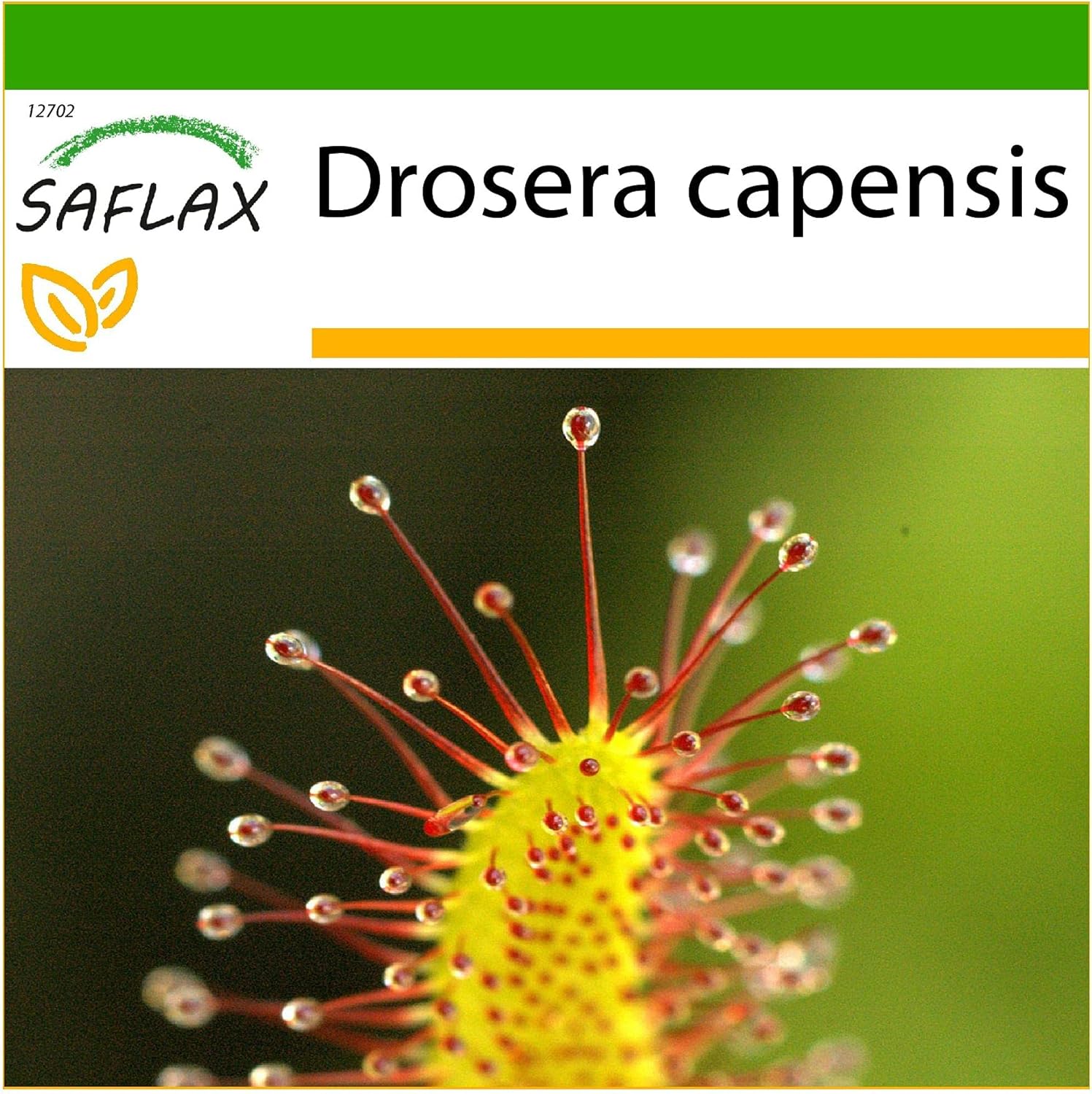SAFLAX - Rocío de sol - 200 semillas - Con sustrato estéril para cultivo - Drosera capensis