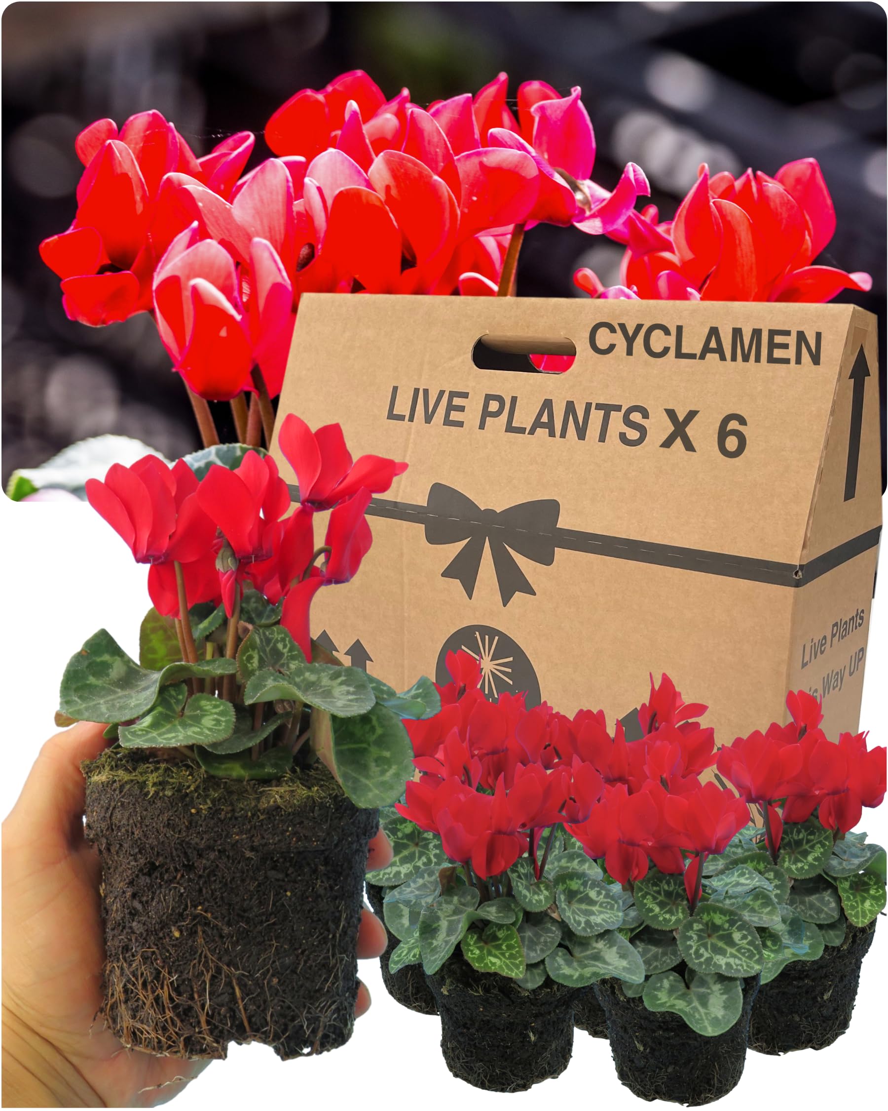 Cyclamen Plants Outdoor Garden Ready - 6 Red Colour Outdoor Flowers. Autumn & Winter Planting. Large 10.5cm Potted Size. Well Rooted & Established, Add Colour to Containers, Baskets, Patios & Beds