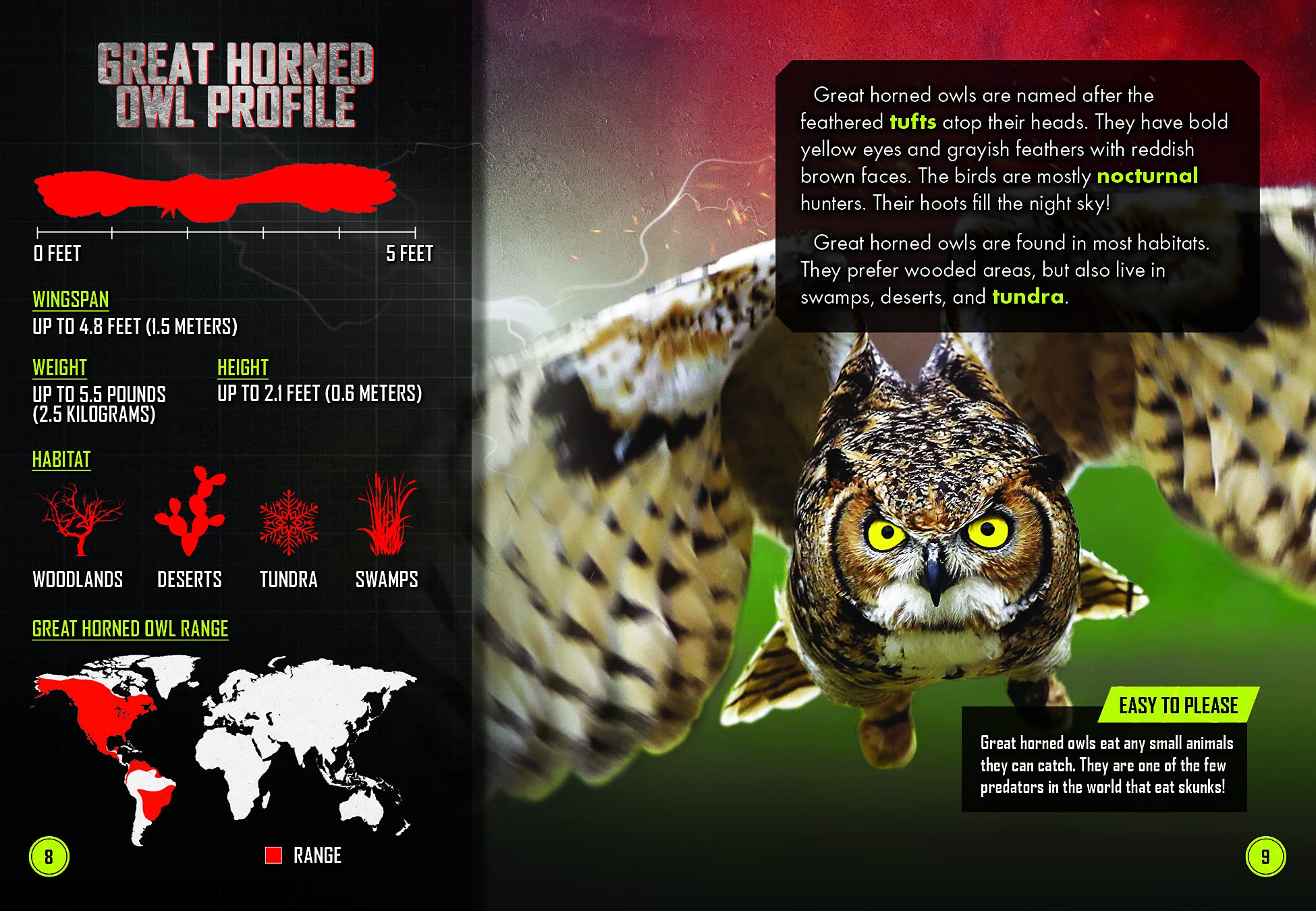Golden Eagle Vs. Great Horned Owl