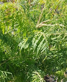 Rhus typhina 'Laciniata' / Sumac de Virginie lacinié/Conteneur de 3 à 4 litres/Baliveaux