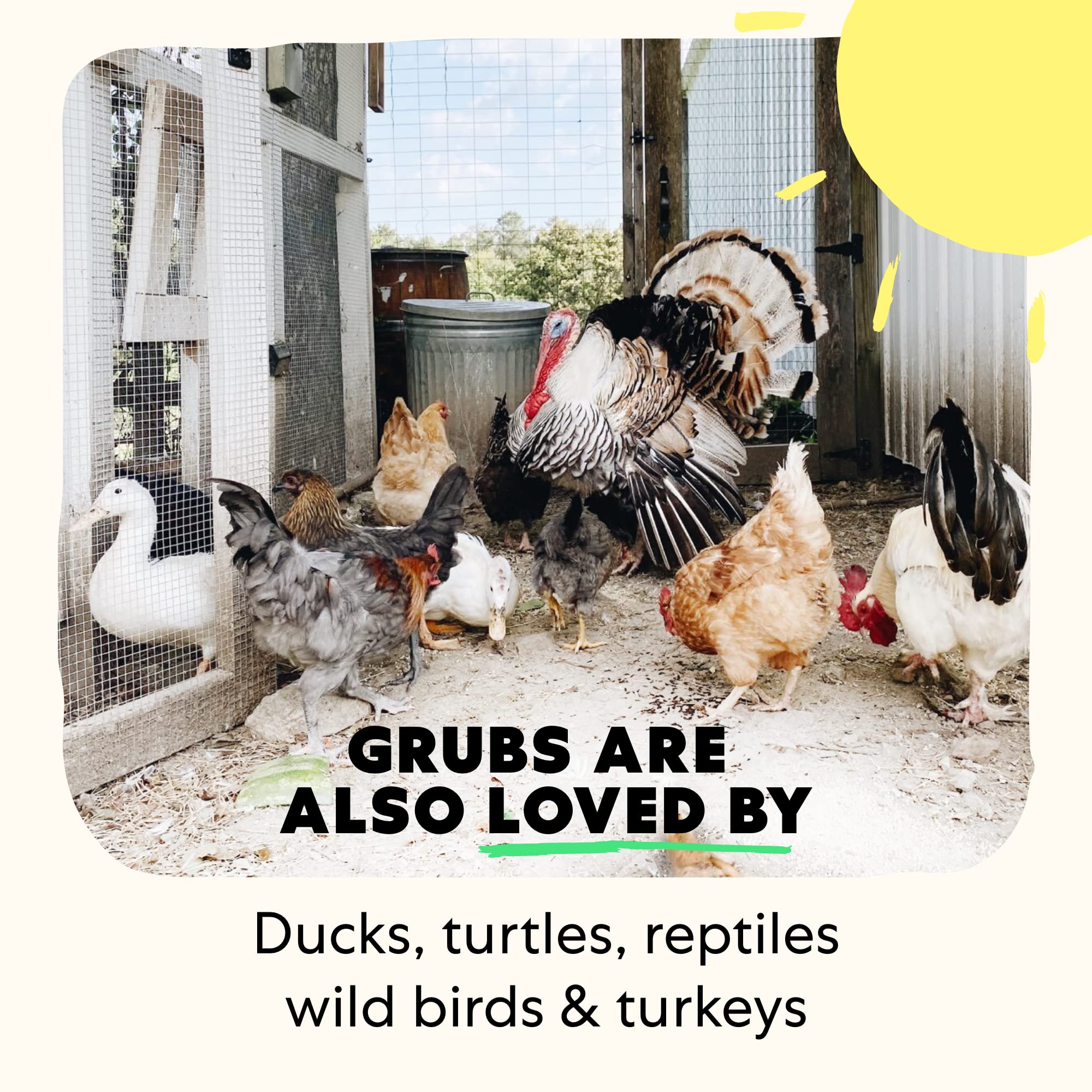 Grubblies Healthier Than Mealworms for Chickens Chicken Feed