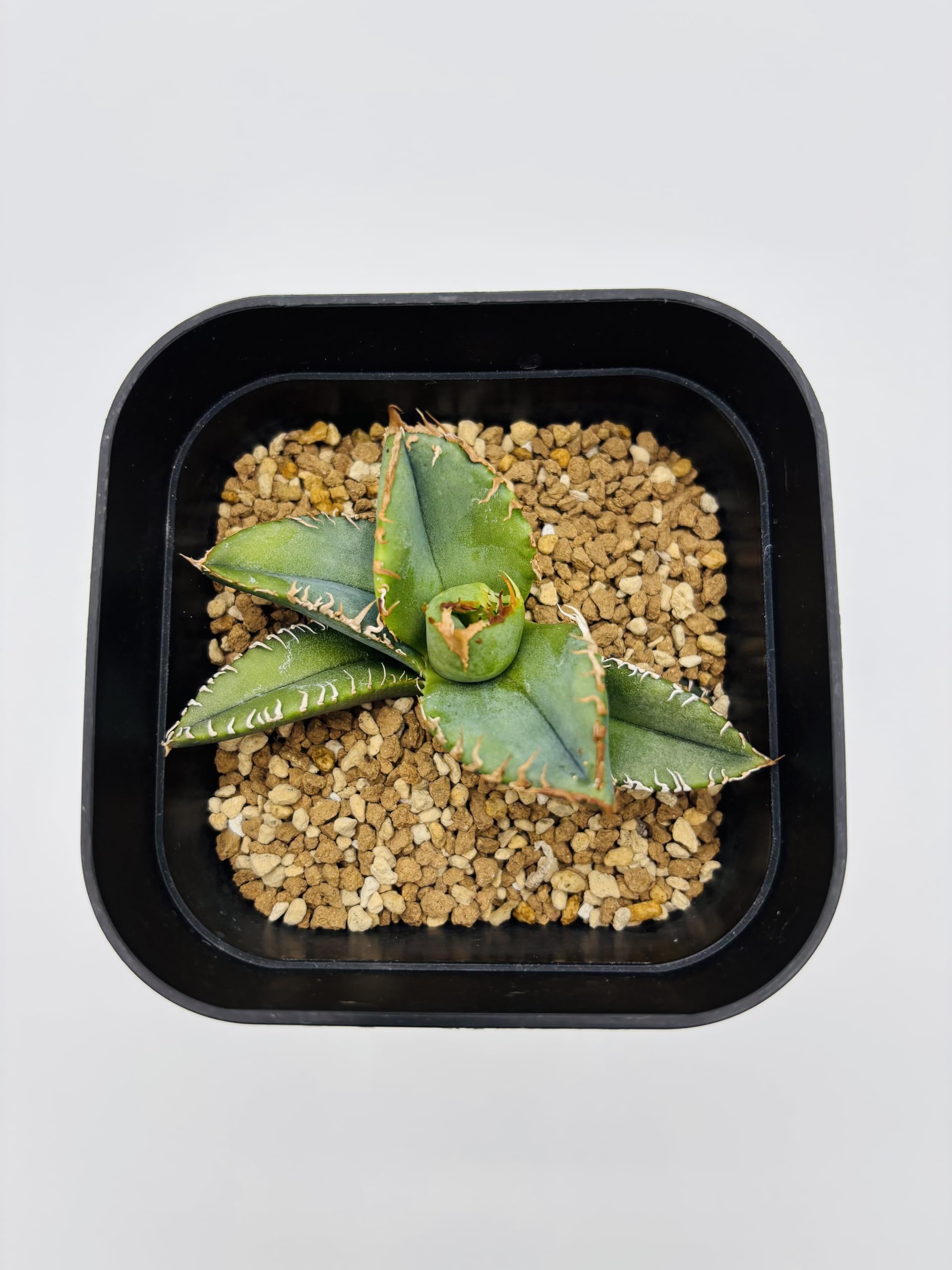 アガベチタノタ　麻花龍② アガベチタノタ麻花龍 | STORES