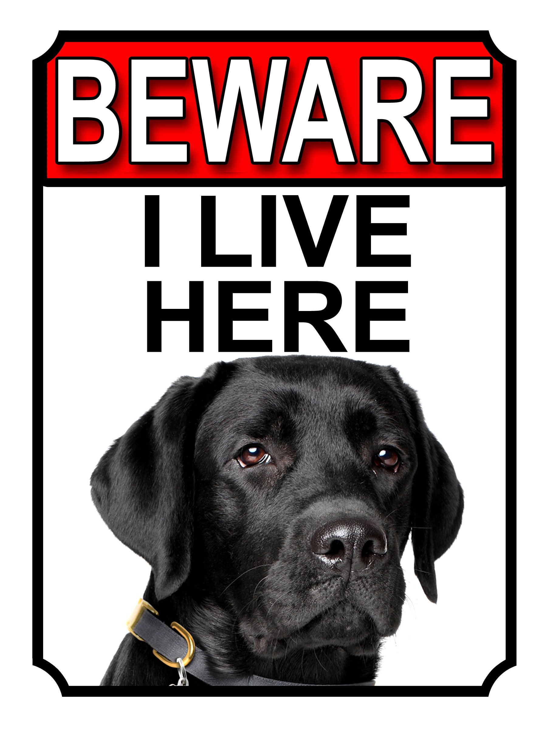 SHAWPRINT BEWARE I LIVE HERE METAL GATE SIGN BLACK LABRADOR 200MM X 10MM (1042H1)