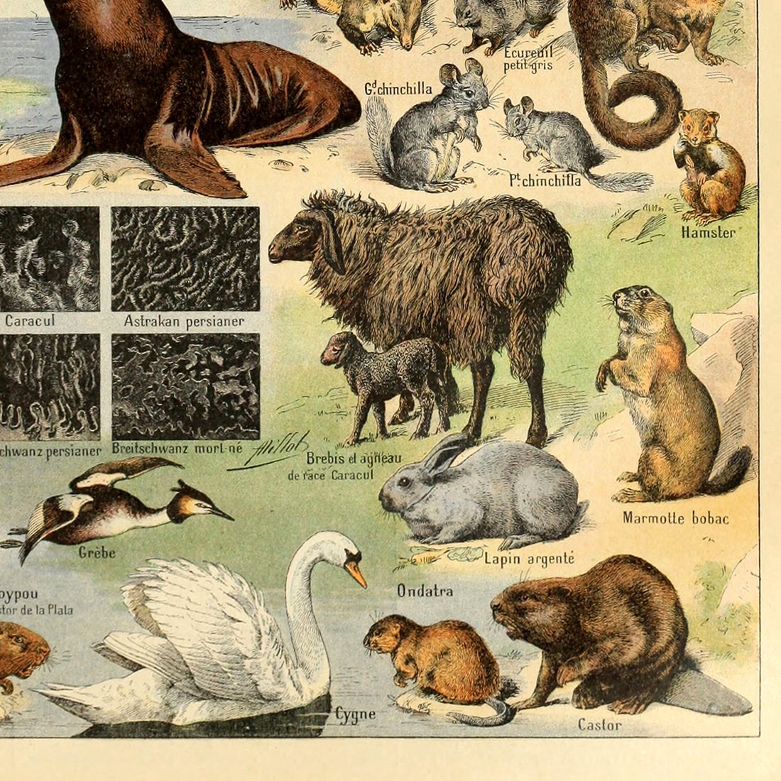 洋書 CLASSIC NATURAL HISTORY PRINTS MAMMALS 洋書 CLASSIC NATURAL HISTORY PRINTS MAMMALS Vintage Classic