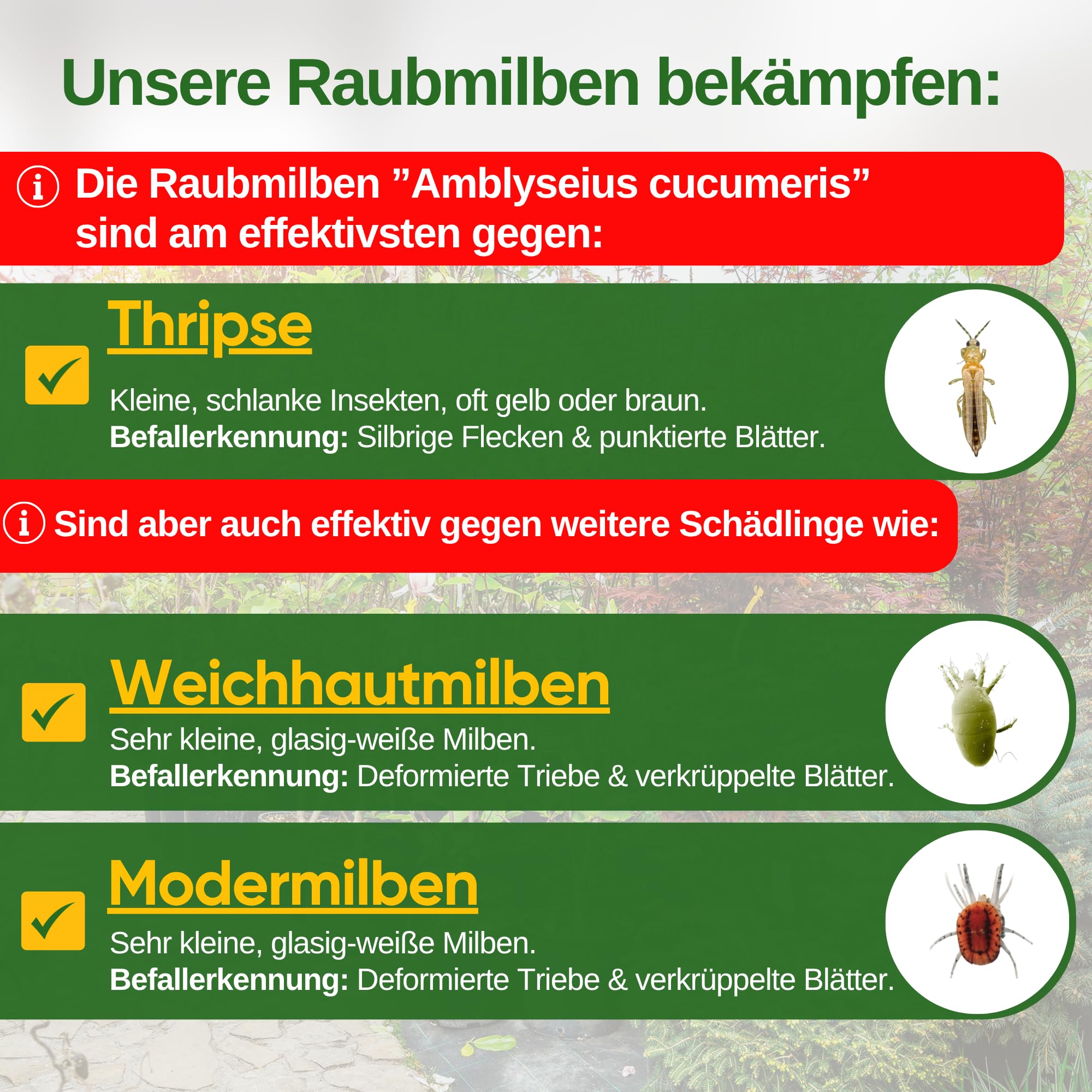 GREEN GUARDIA Power drapieżne roztocza przeciw wciornastkom – 35 torebek – biologiczny środek do skutecznego zwalczania wciornastków dla roślin pokojowych i ozdobnych oraz konopi. – przyjazny dla